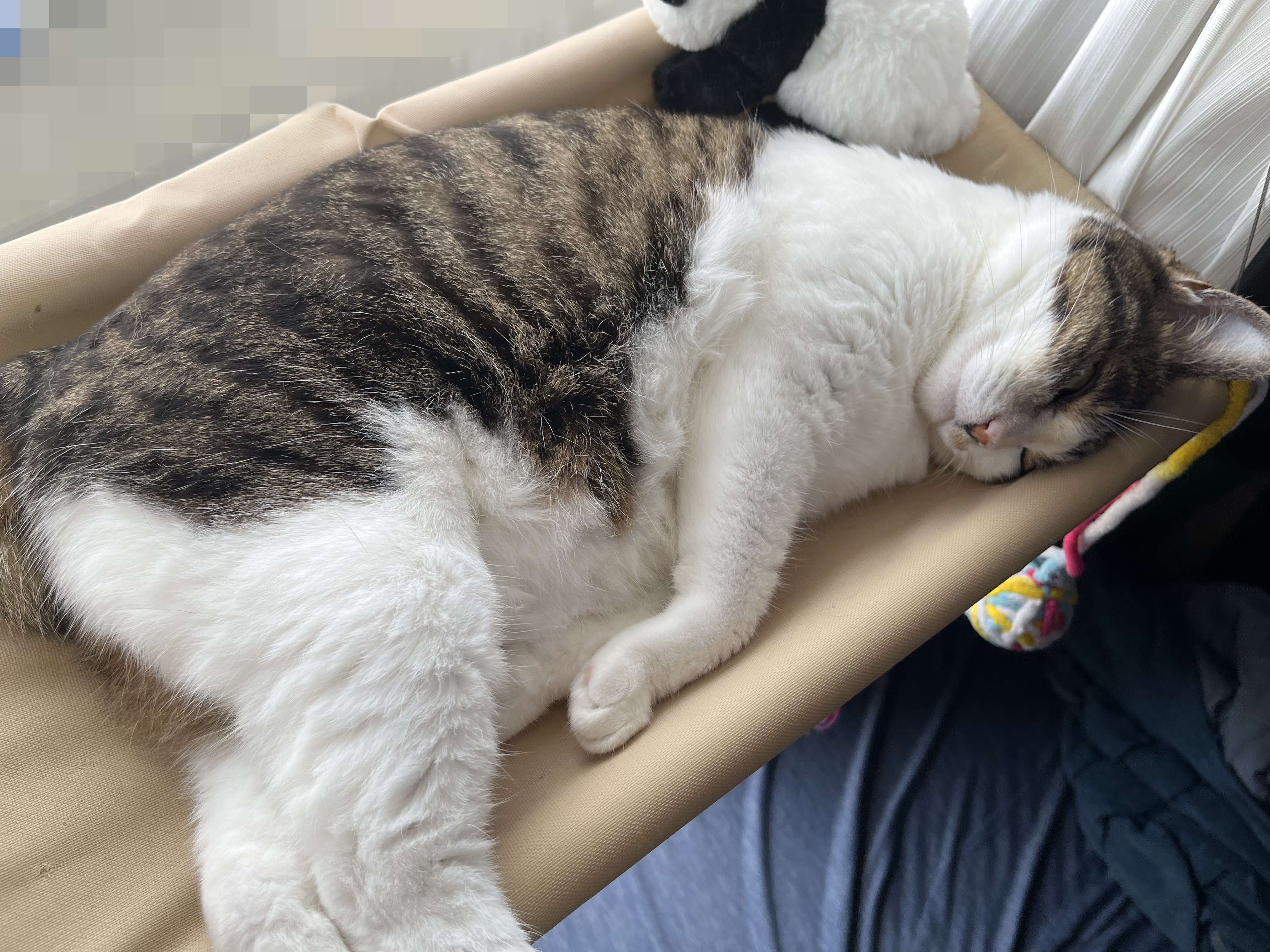 人の心配など知らないねこ