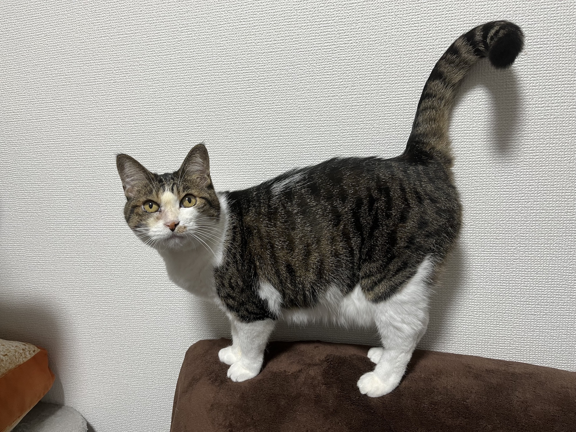 ごきげん