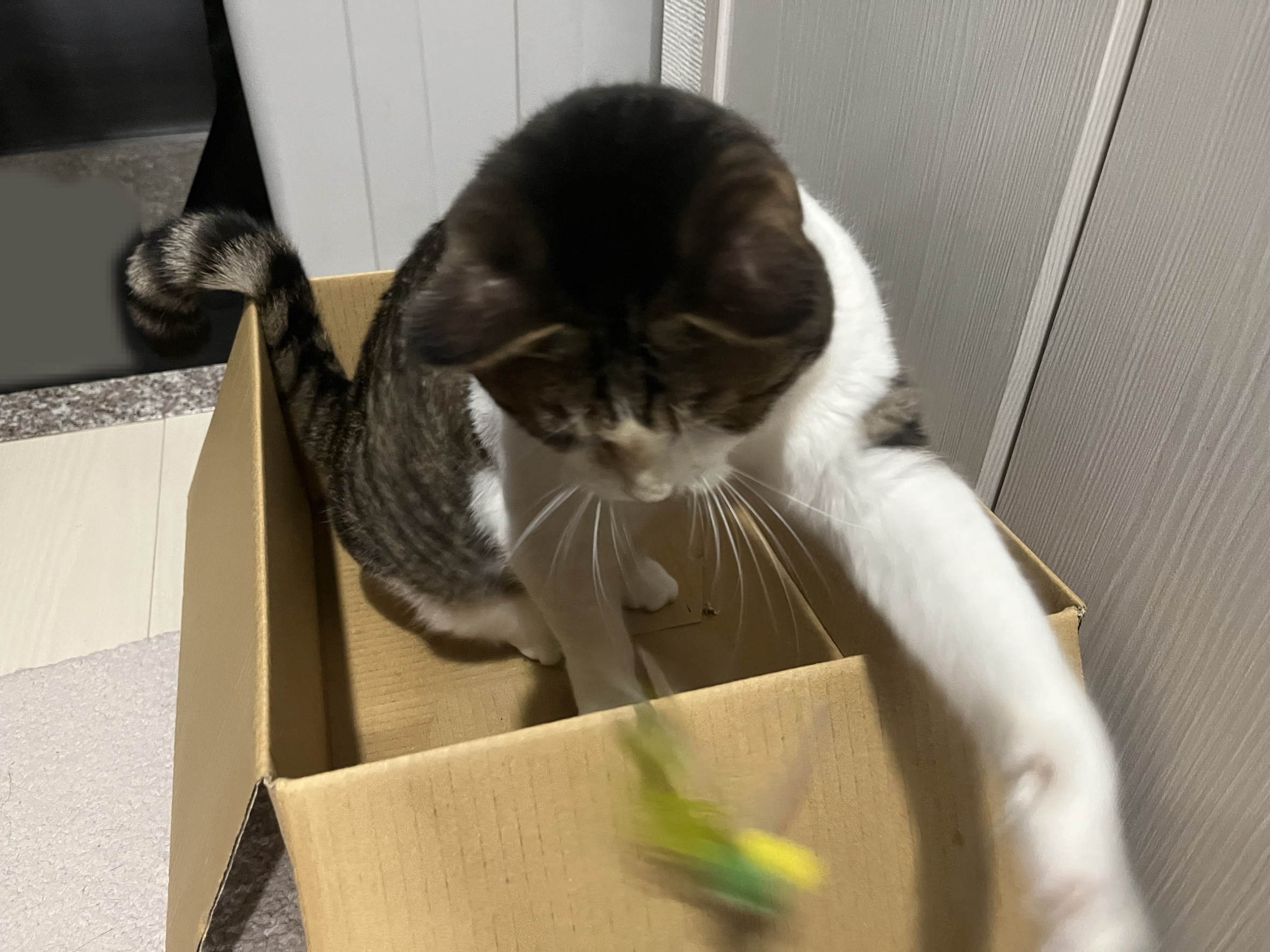猫じゃらし