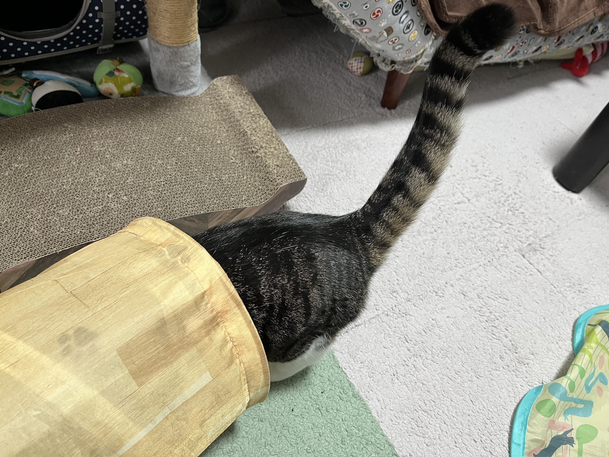トンネルに頭だけ隠すのが好き