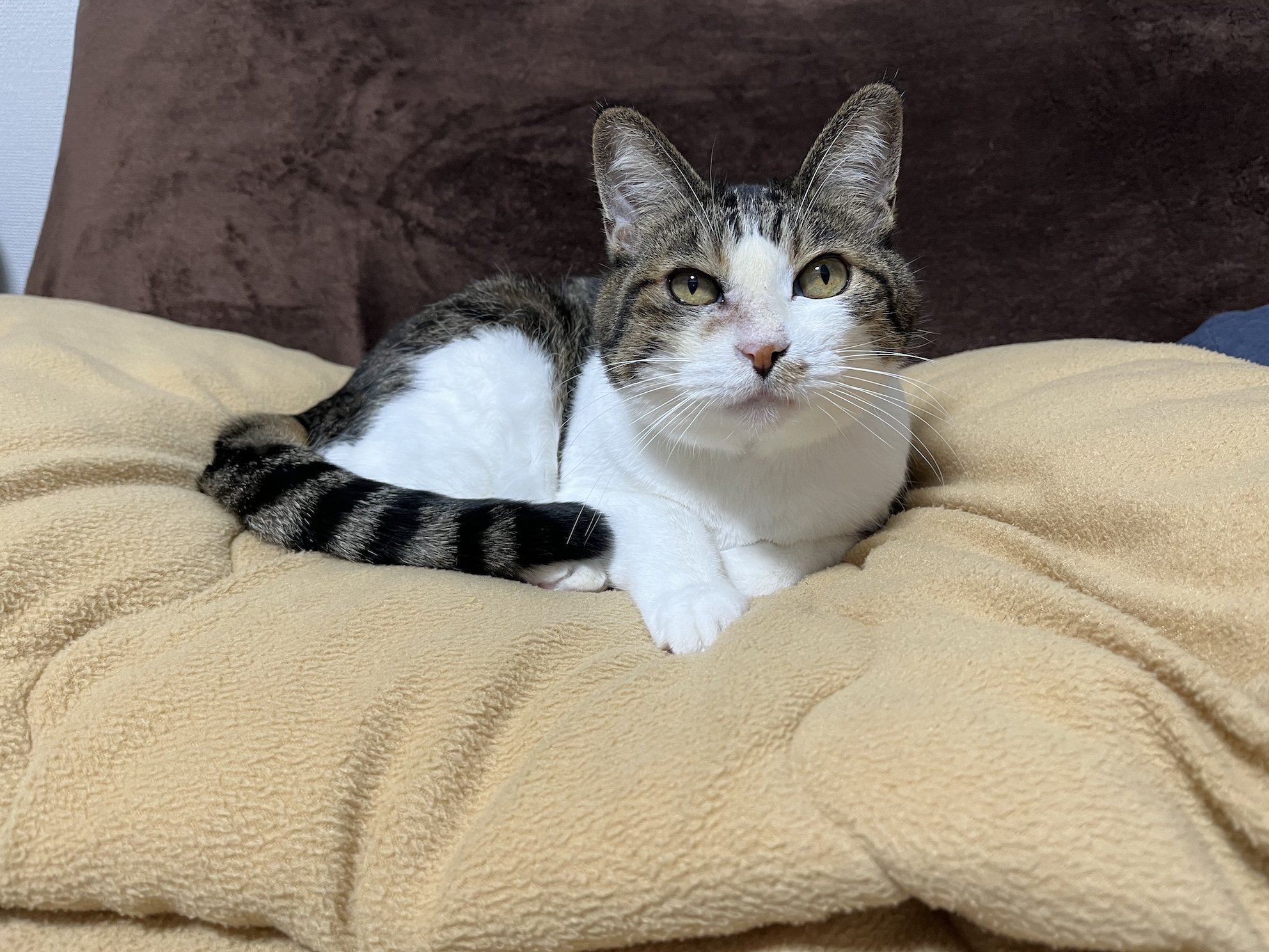 洗い立てのふかふかこたつ布団をチェックするねこ