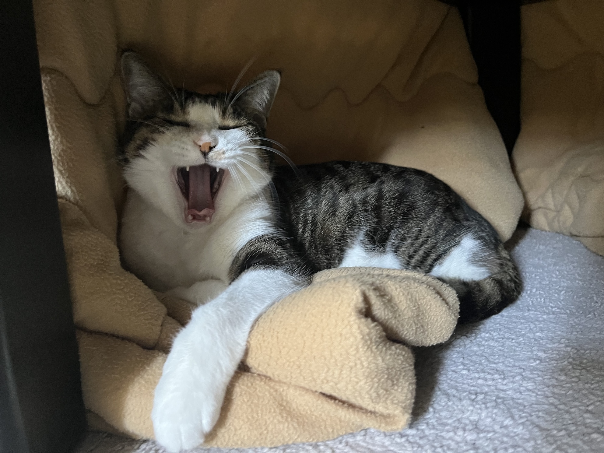 こたつのプロ