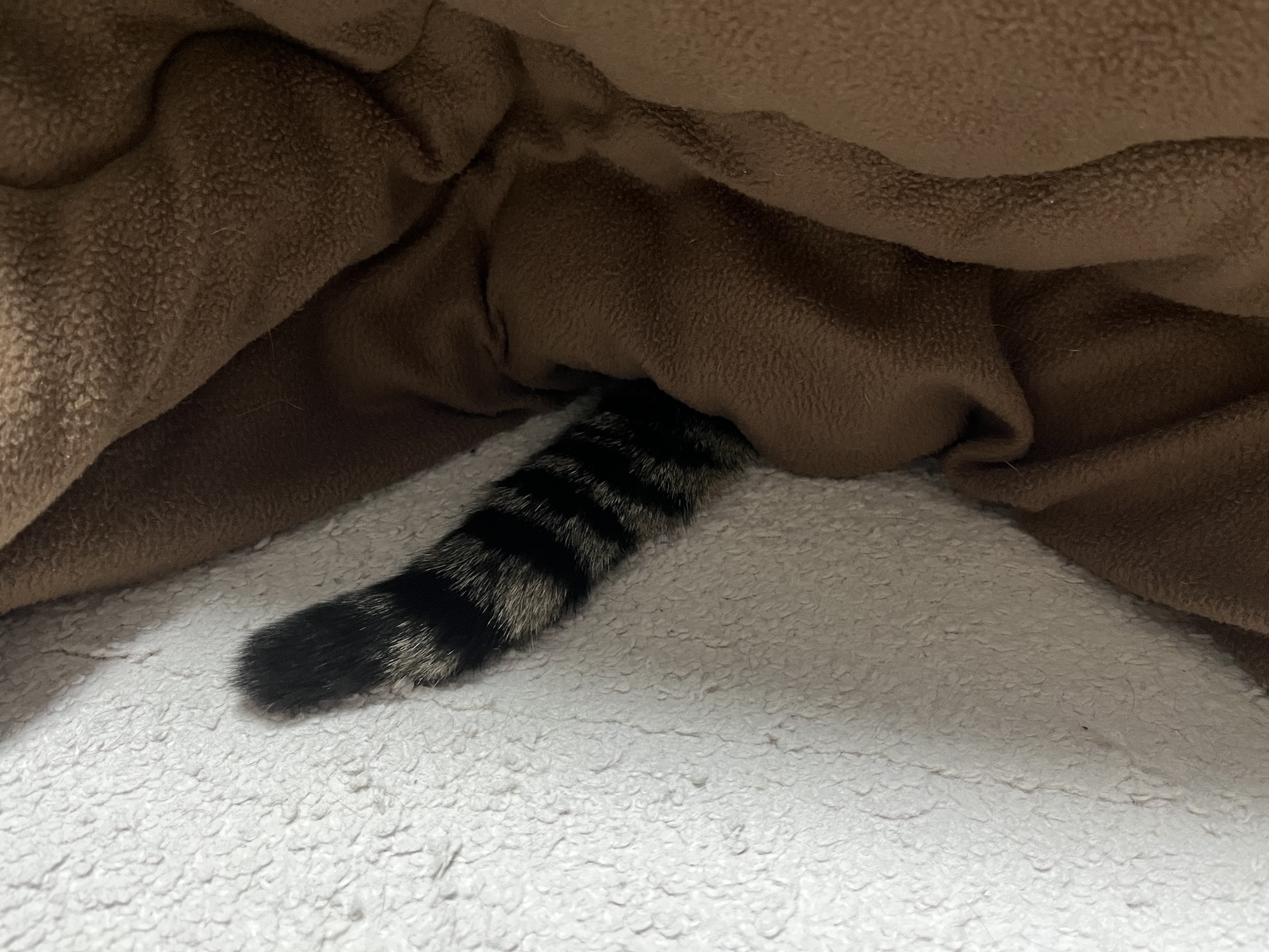 たまにしっぽだけはみ出てる