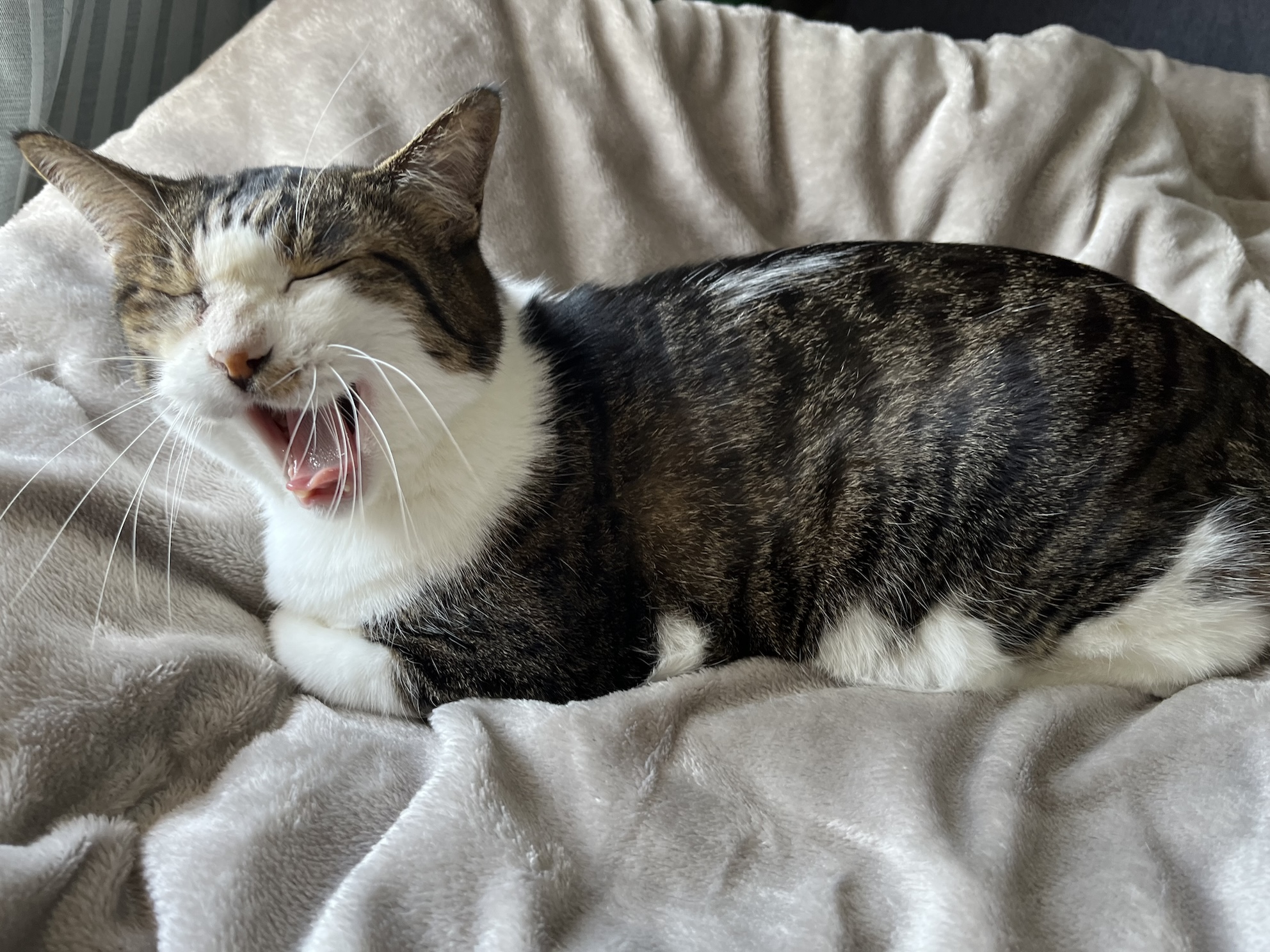 完全にねこのもの