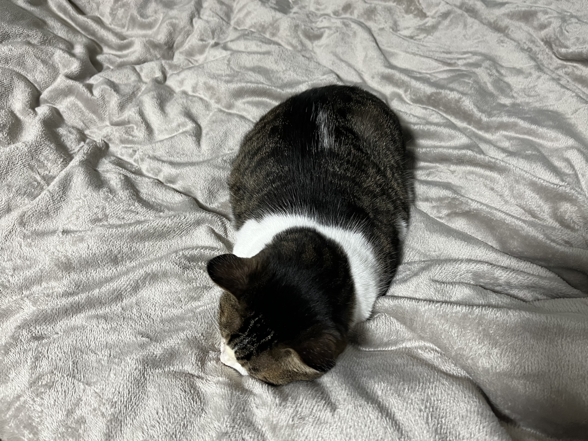 新種のいもむし？
