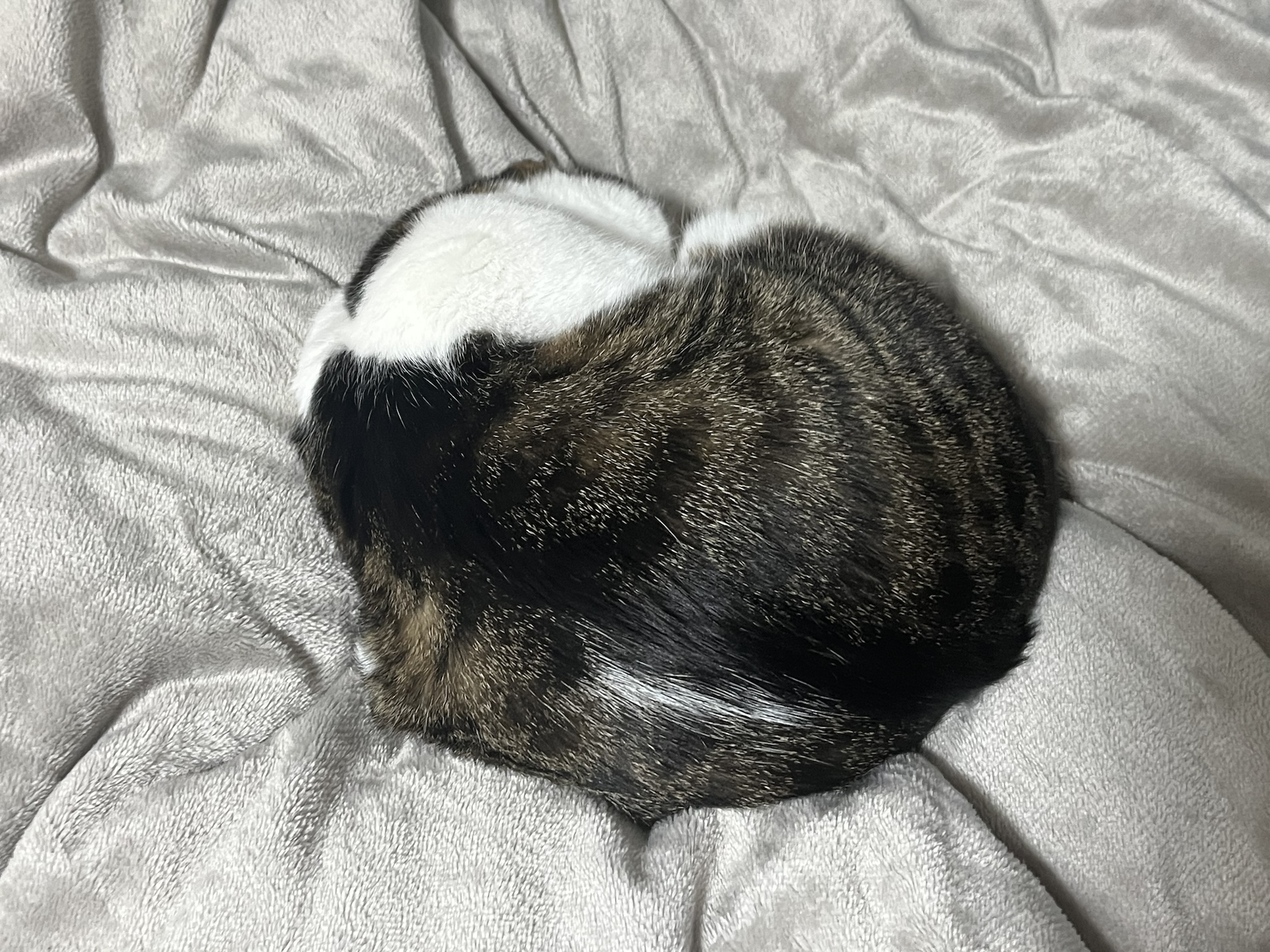すごくまるい