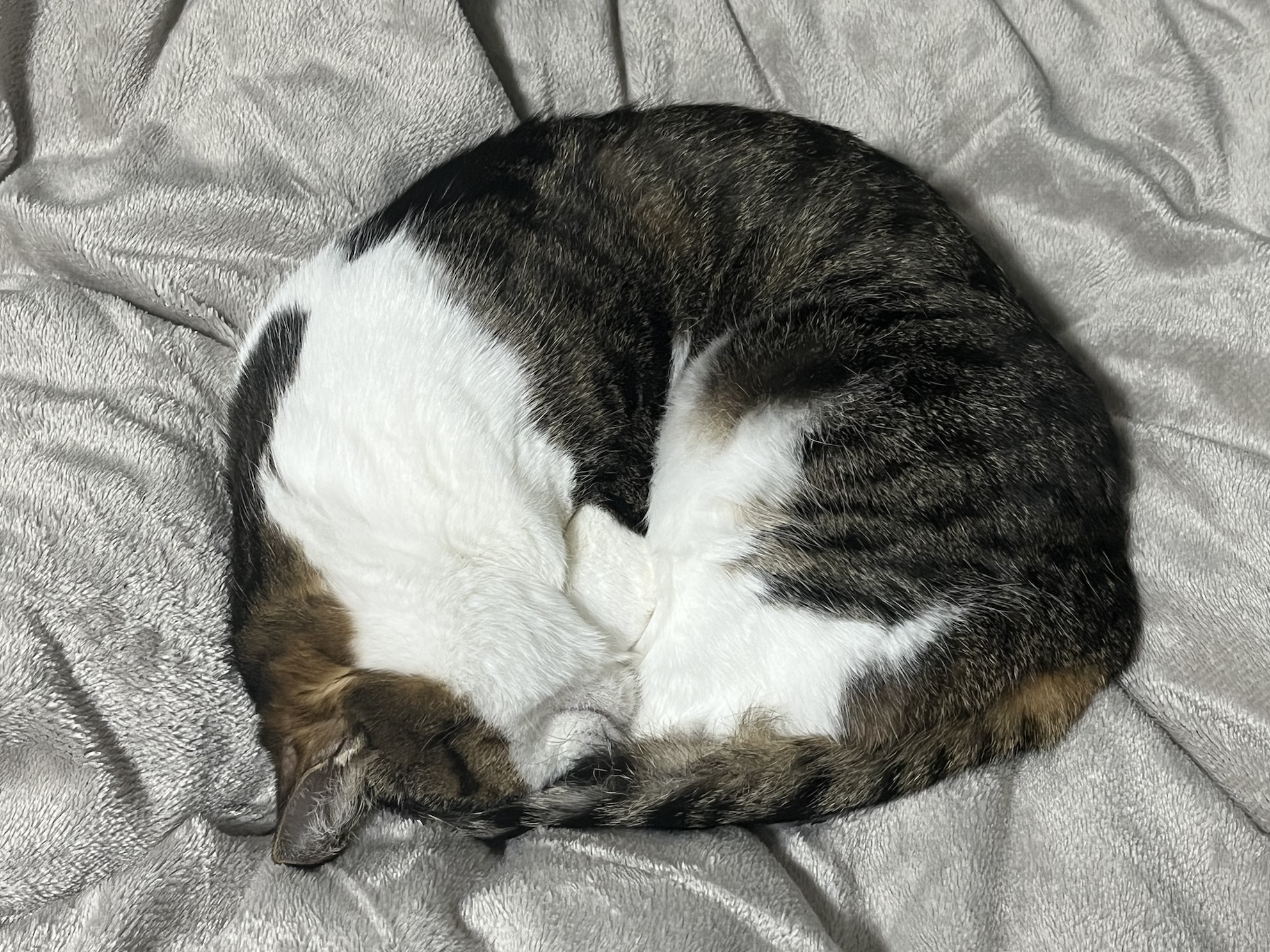 貝のようにも見える