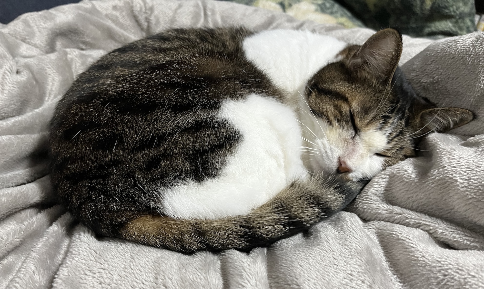 いもむしの 正体見たり 眠るねこ