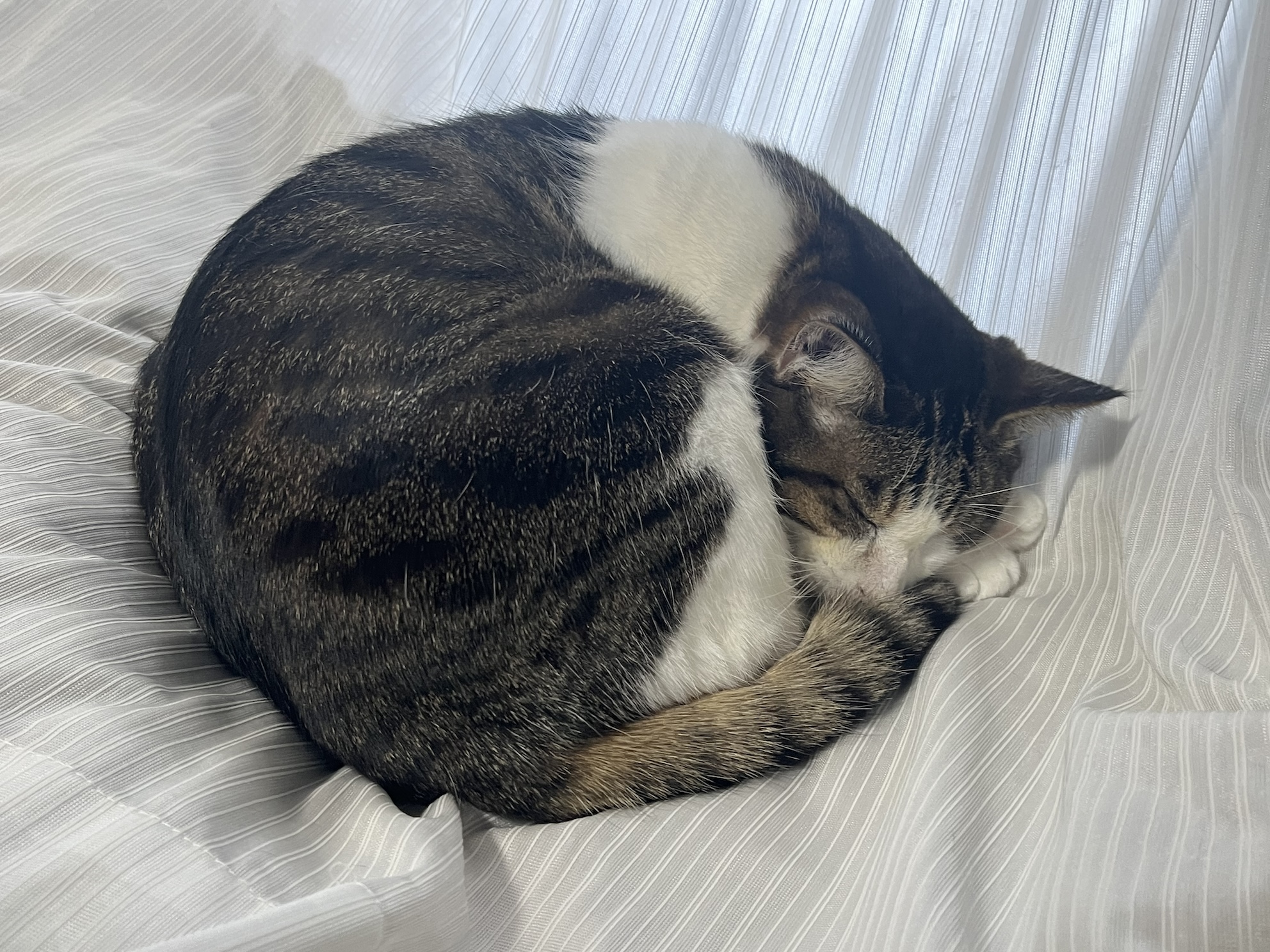 カーテンに乗れるとおとなしくなる