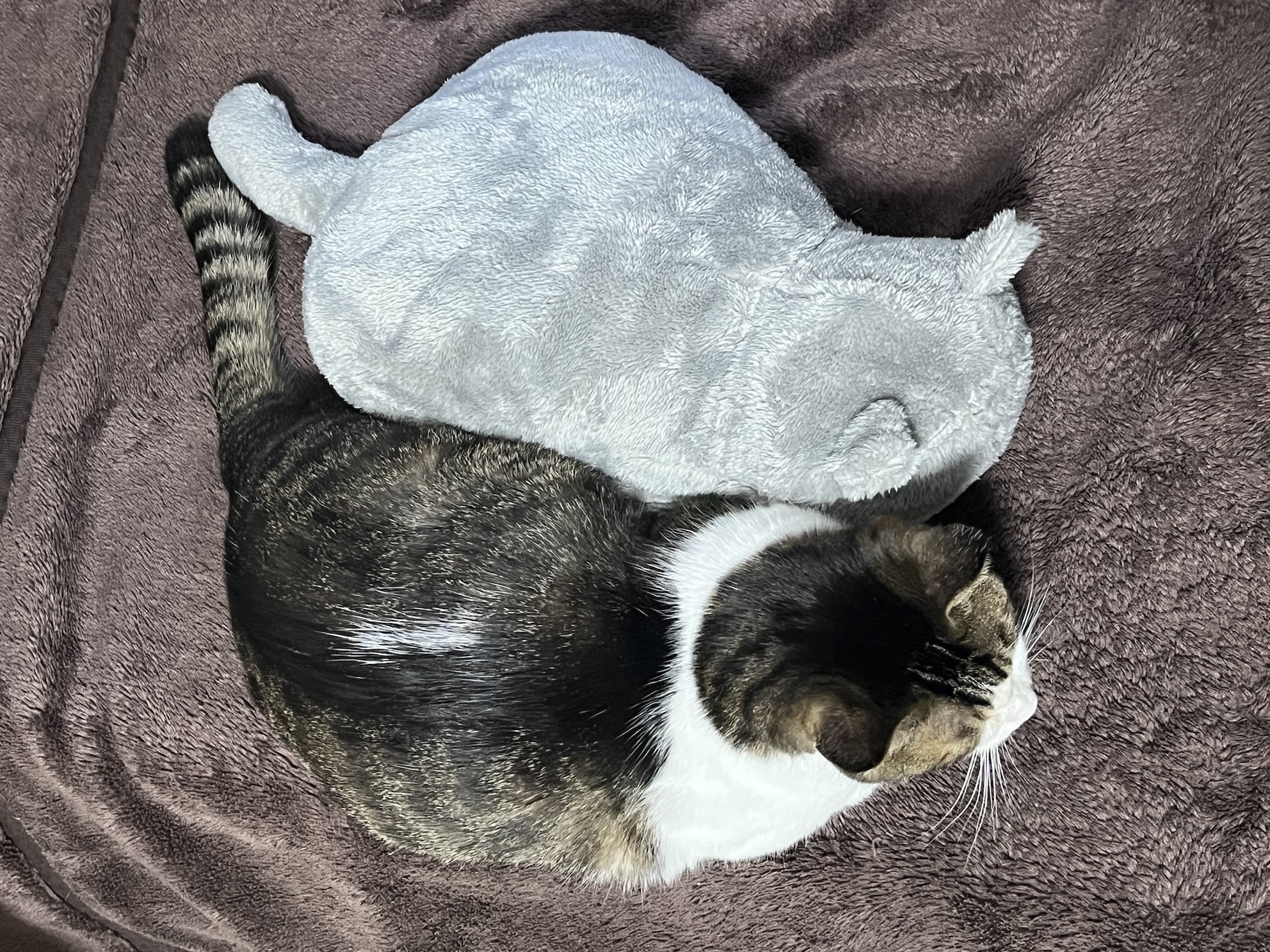 ねこ2ひき