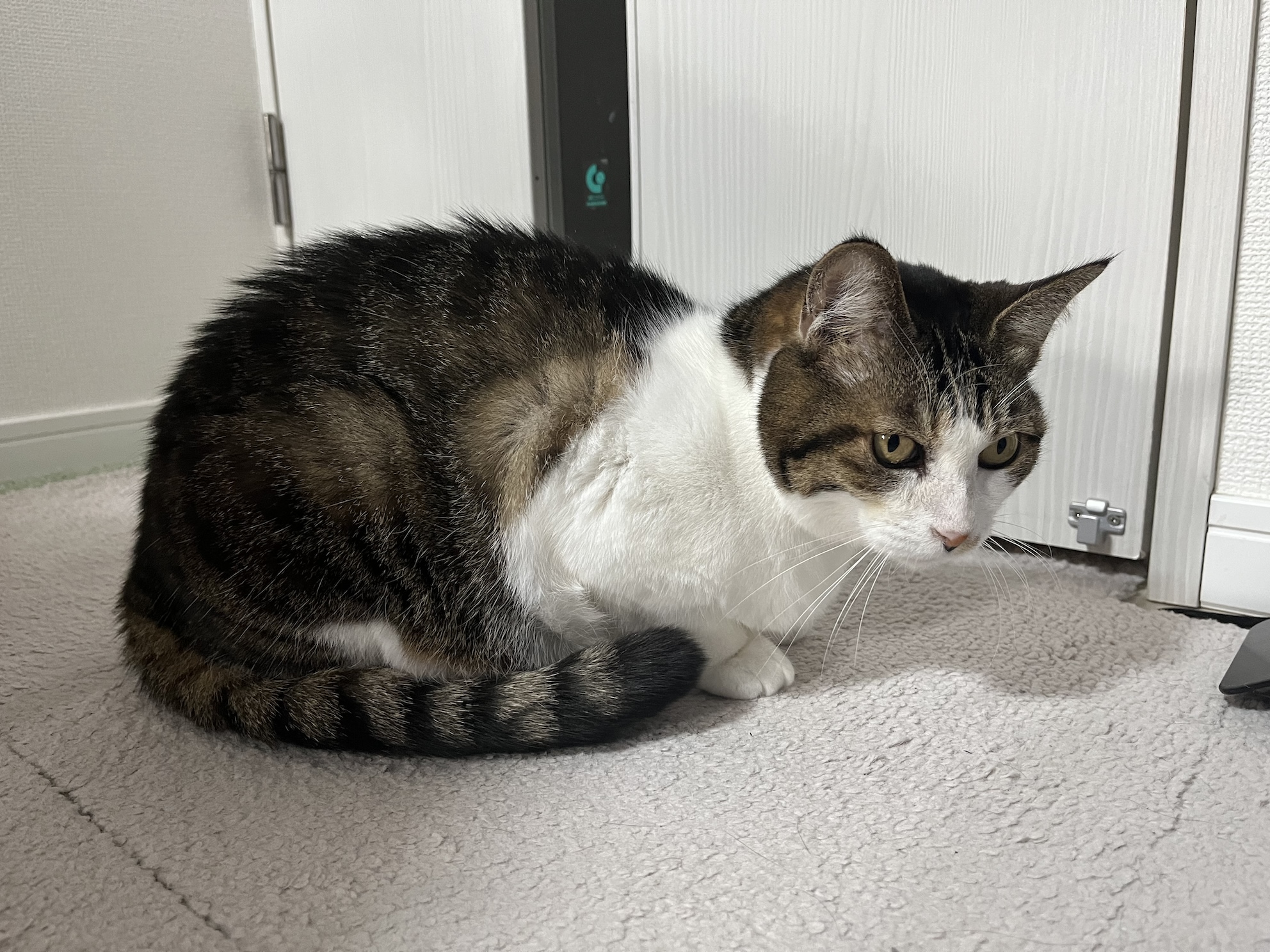このあと開けたけど寒くてすぐ戻ってきた