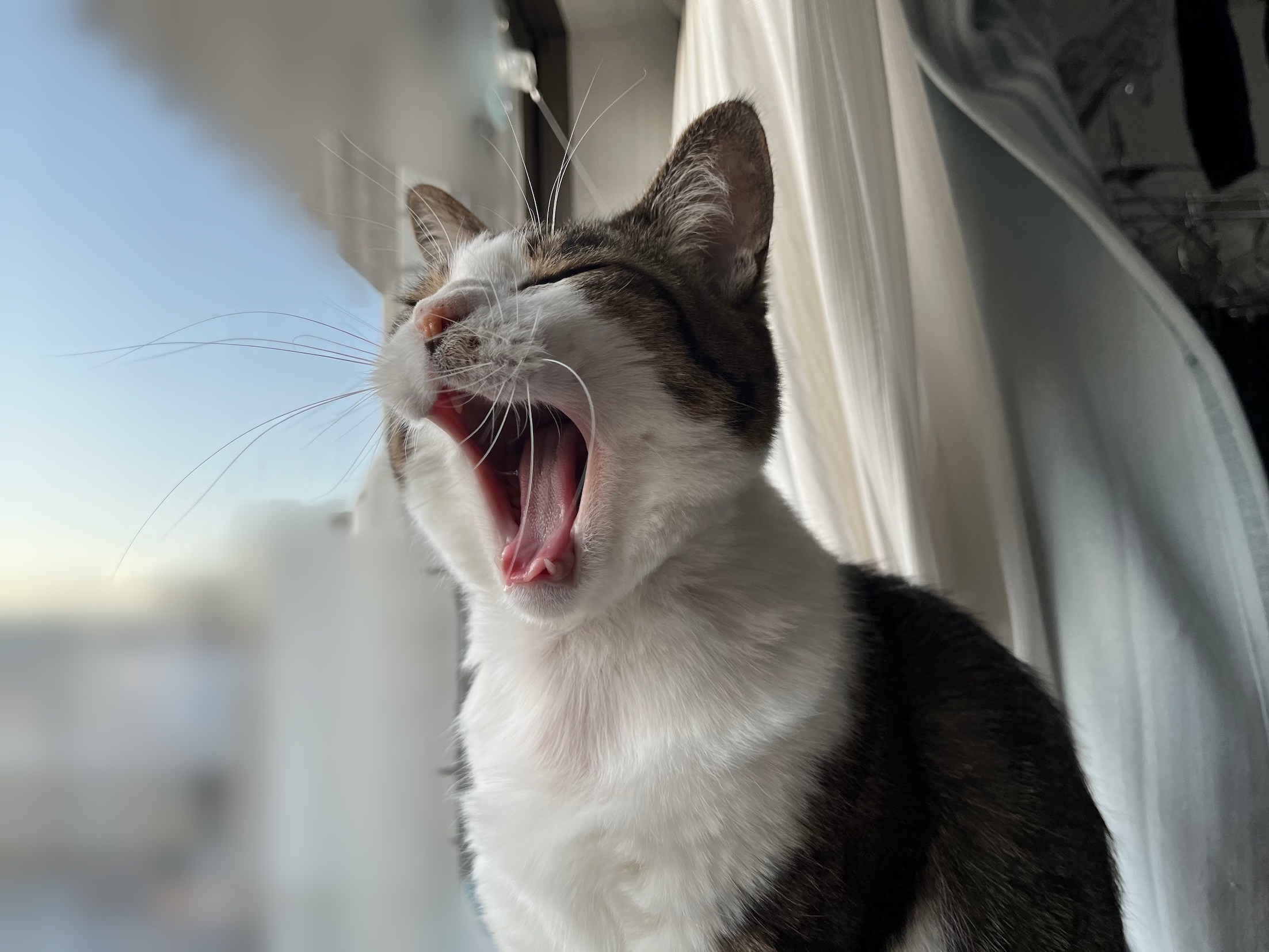 ねむい