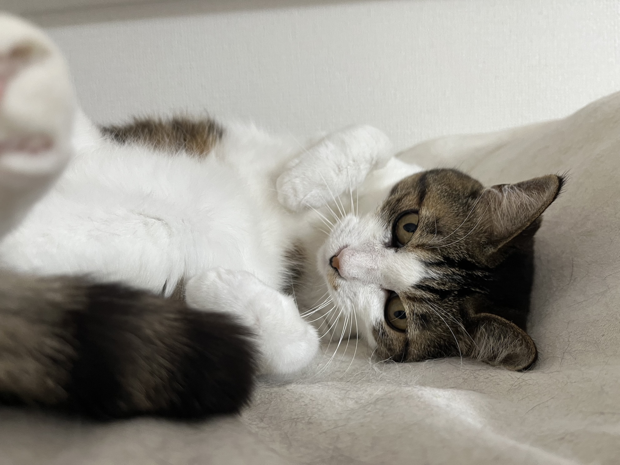徹底抗戦するねこ