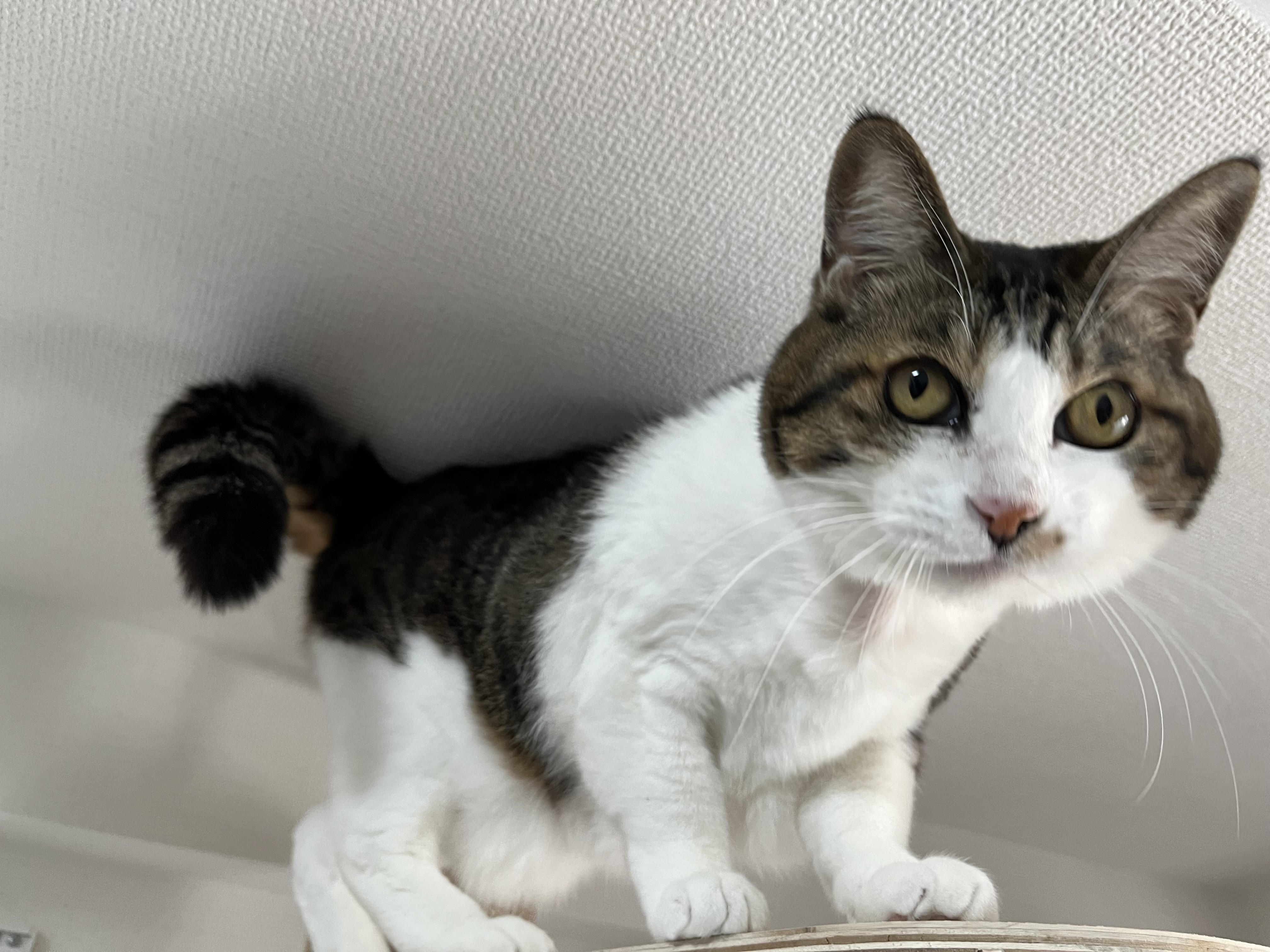 キャットタワーの上からビデオ会議にリモート参加する