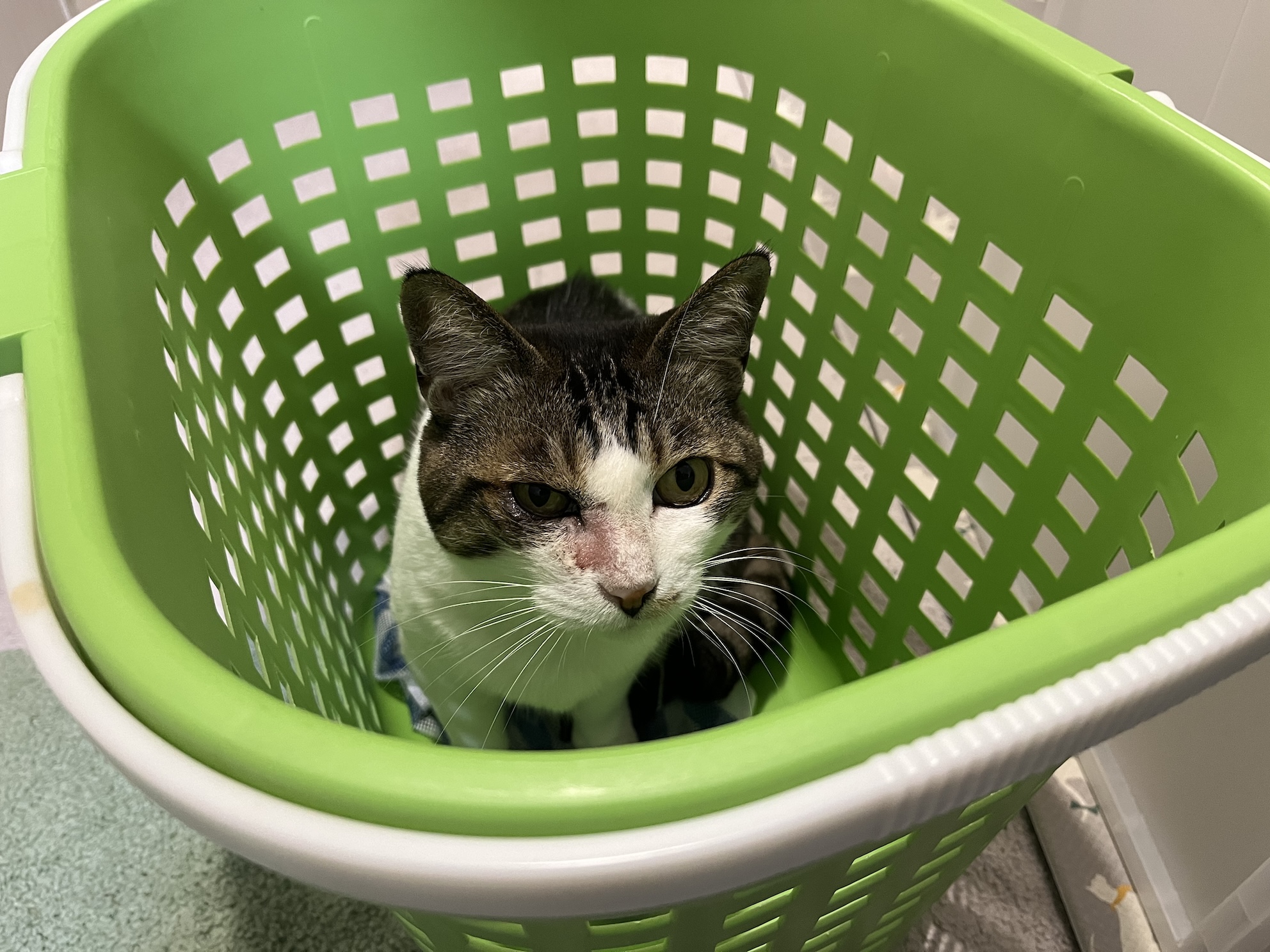 猫風邪の後遺症で涙腺が詰まっている