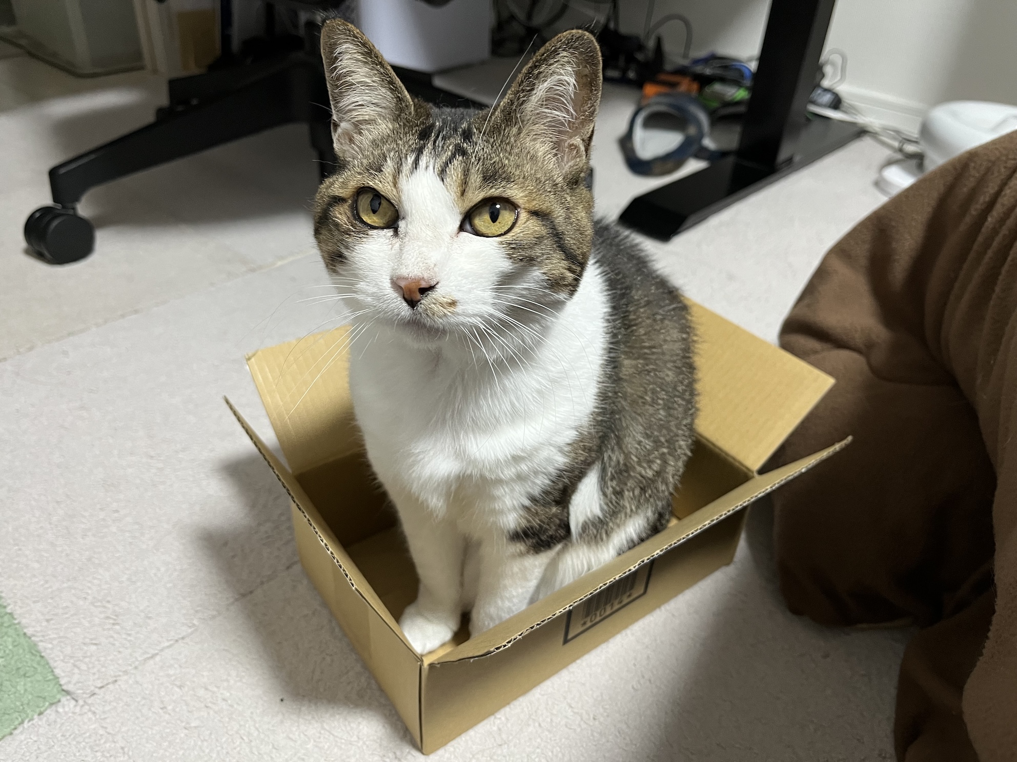 ちょっと小さいけど