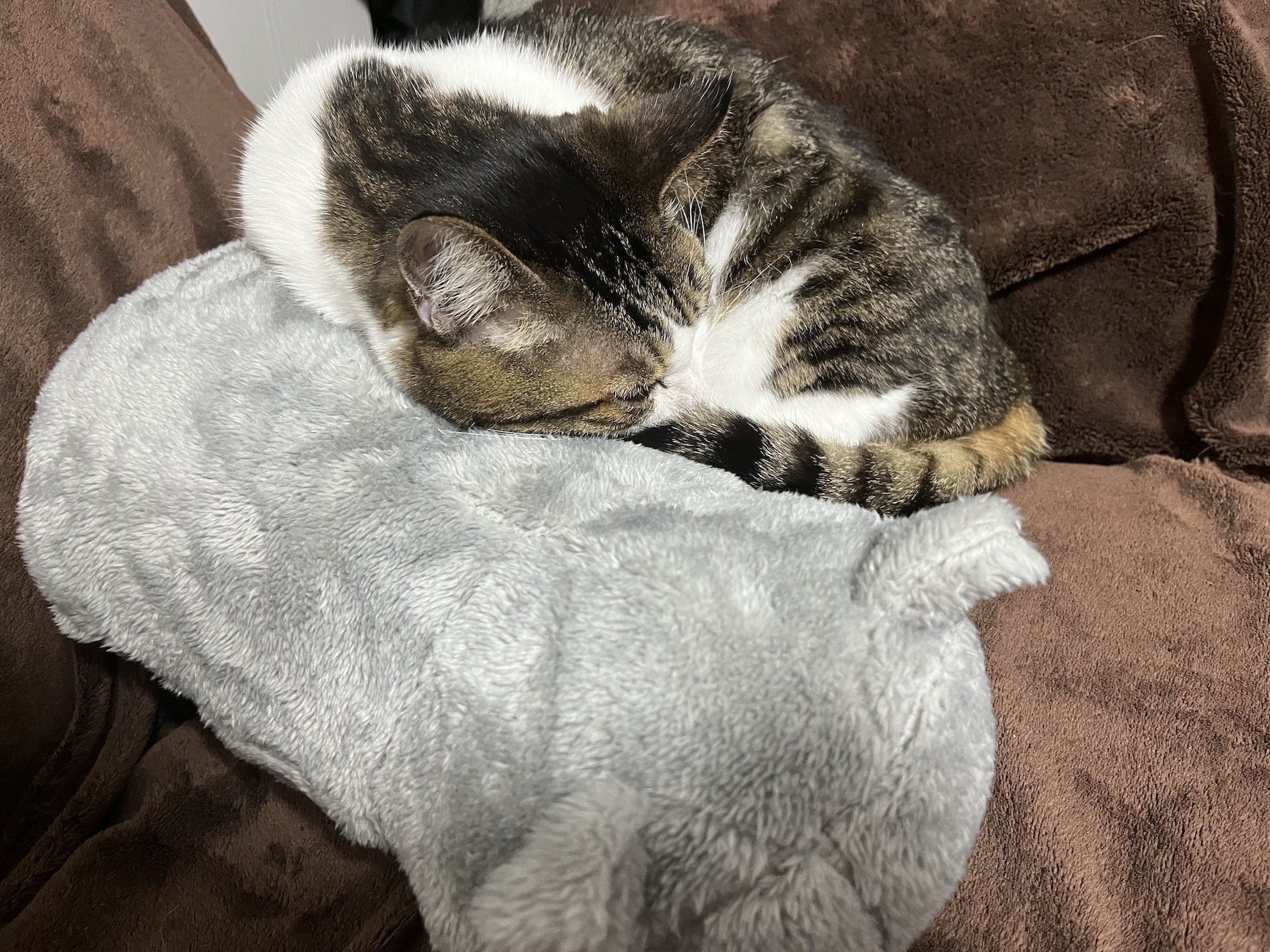 くっついててかわいい