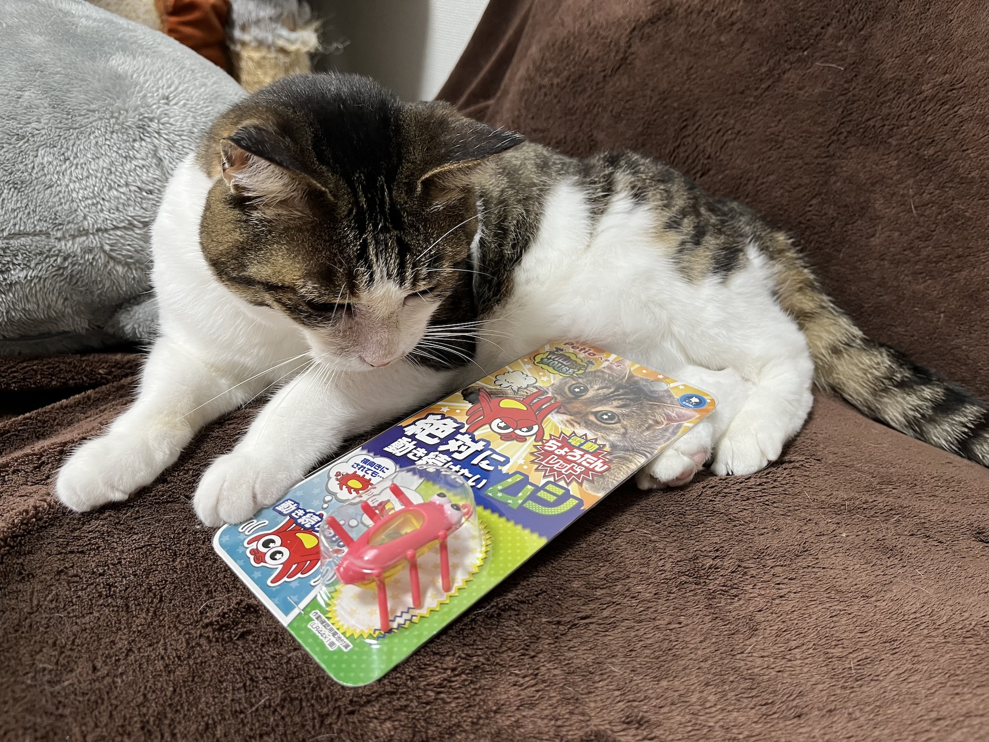 虫