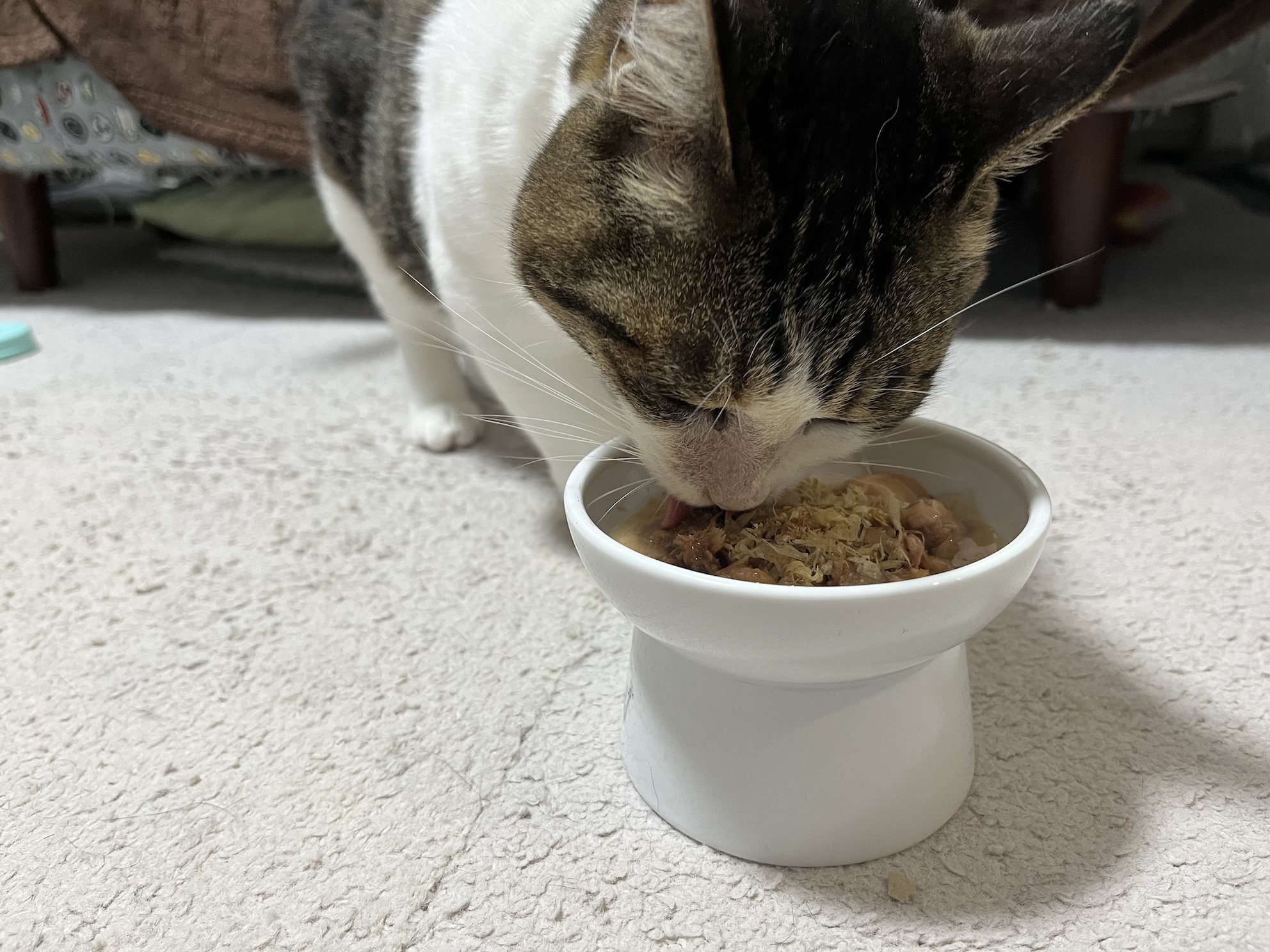 前科持ちなのでねこ用ケーキは一生買いません