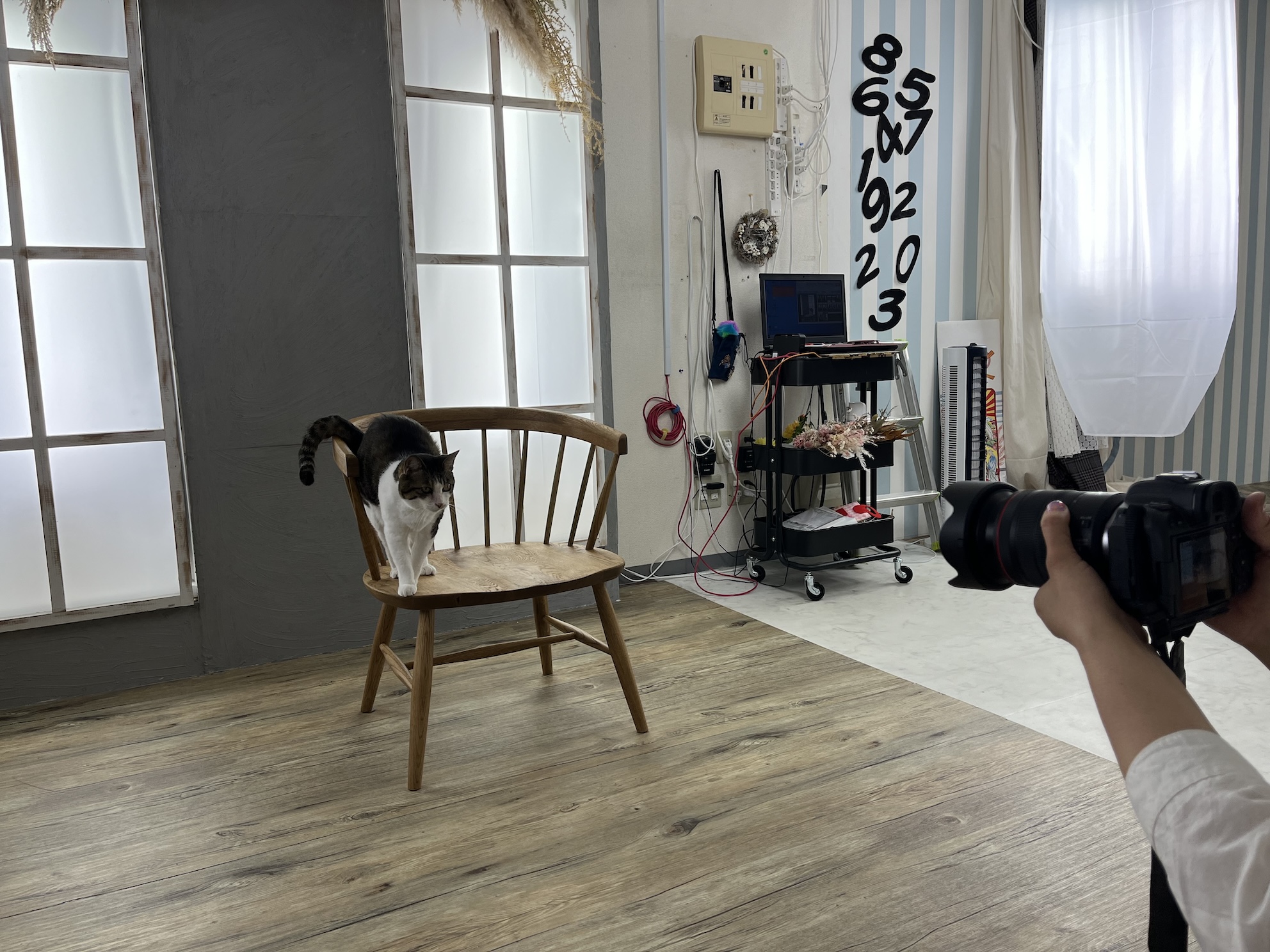モデル