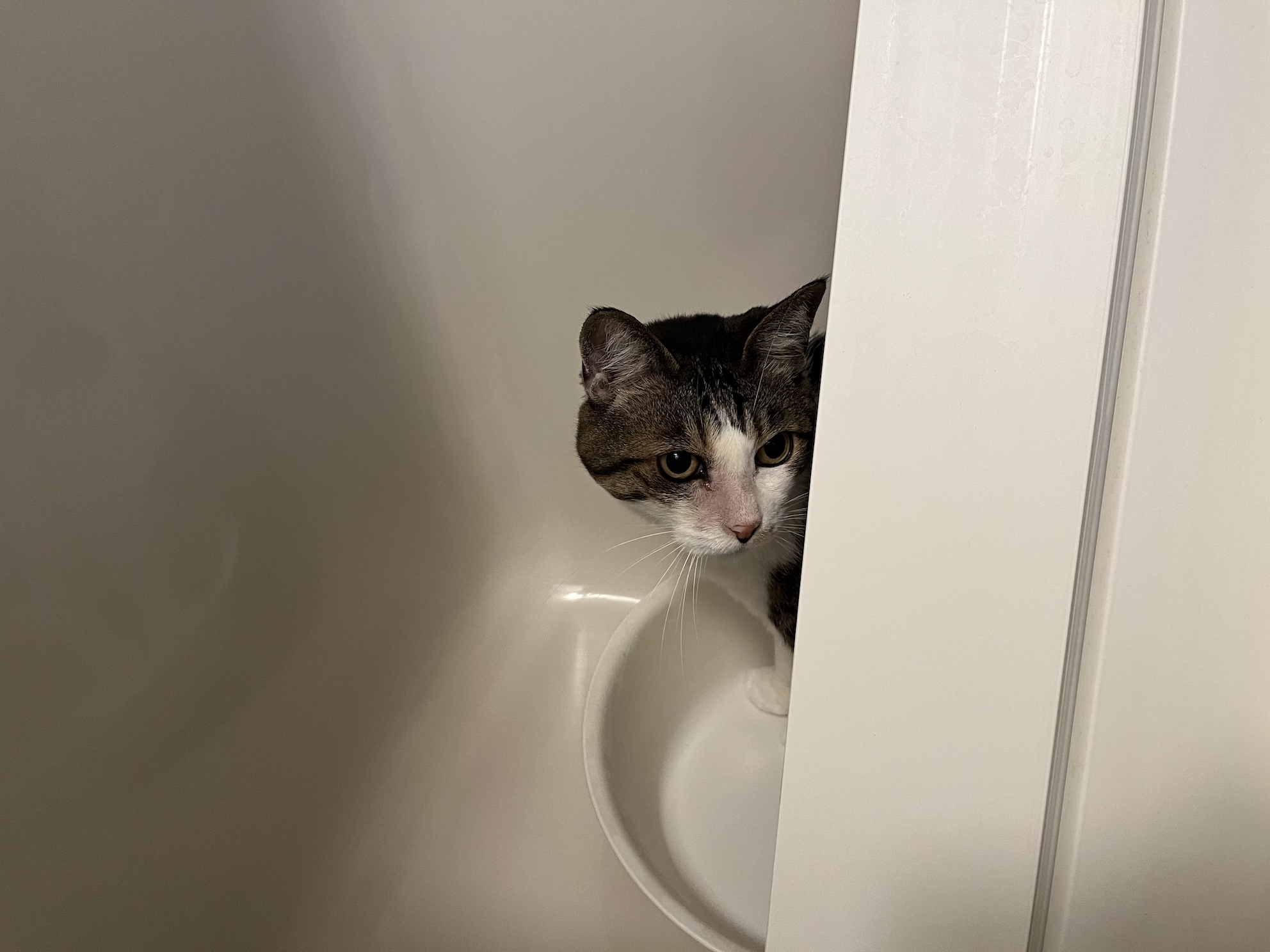 気に入った