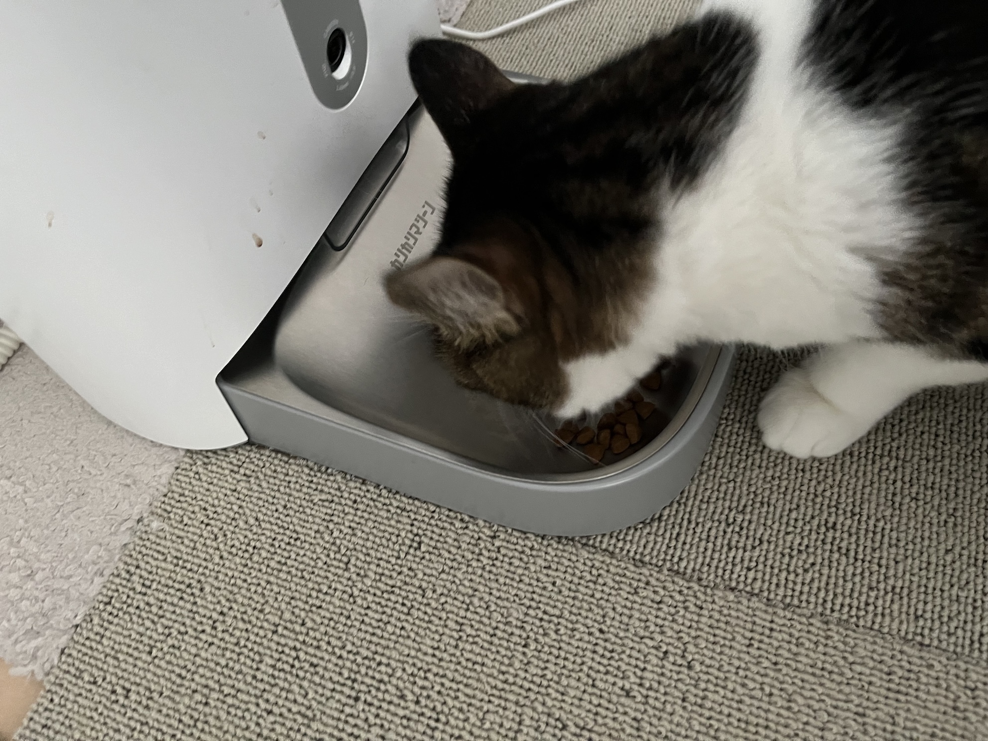 ちゃんと食べてえらい