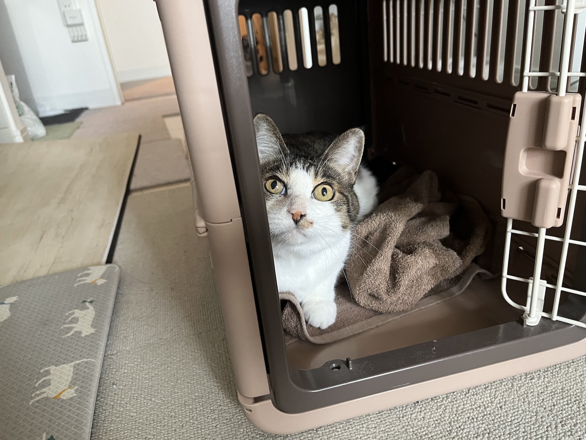 相変わらずキャリーには自分から入る