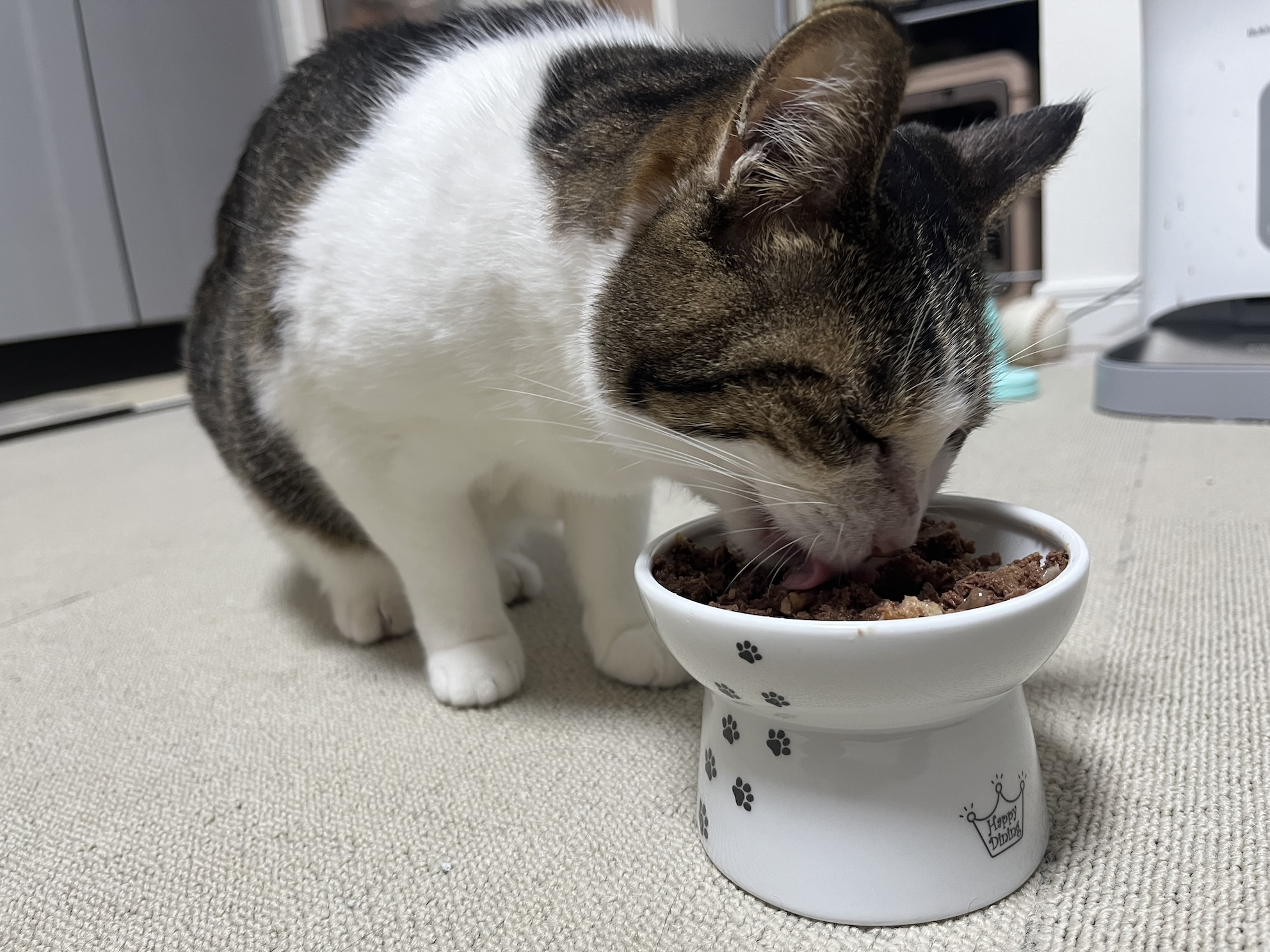 こんなにガツガツ食べてたのに(数ヶ月前)