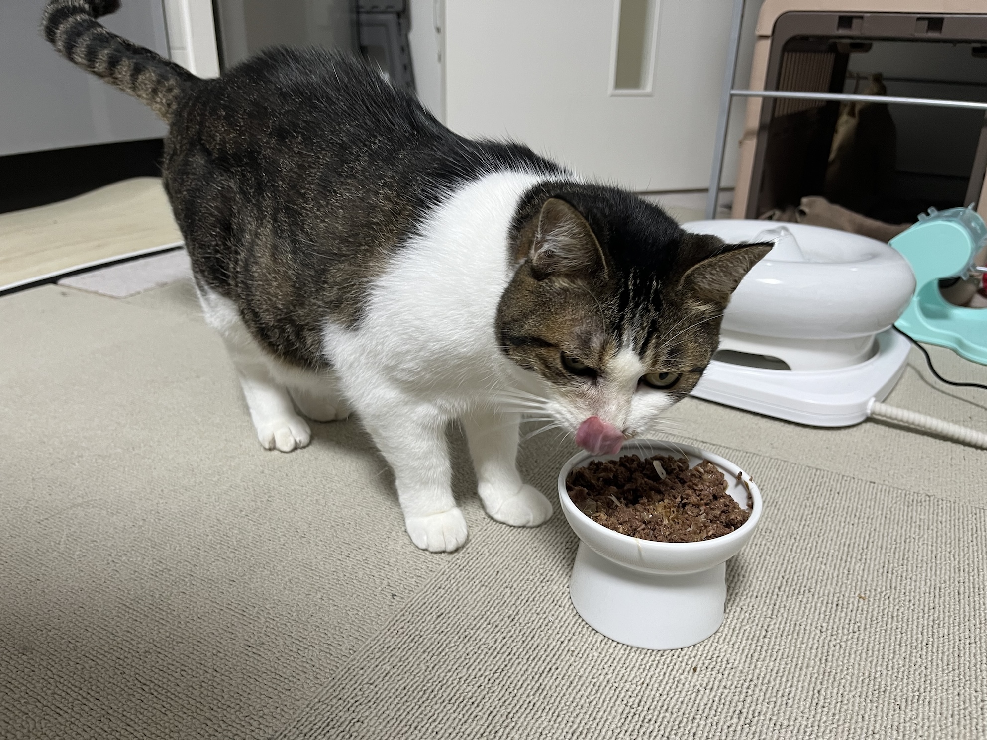トッピングだけ綺麗に舐めとってあとは全部残す超極悪ねこ