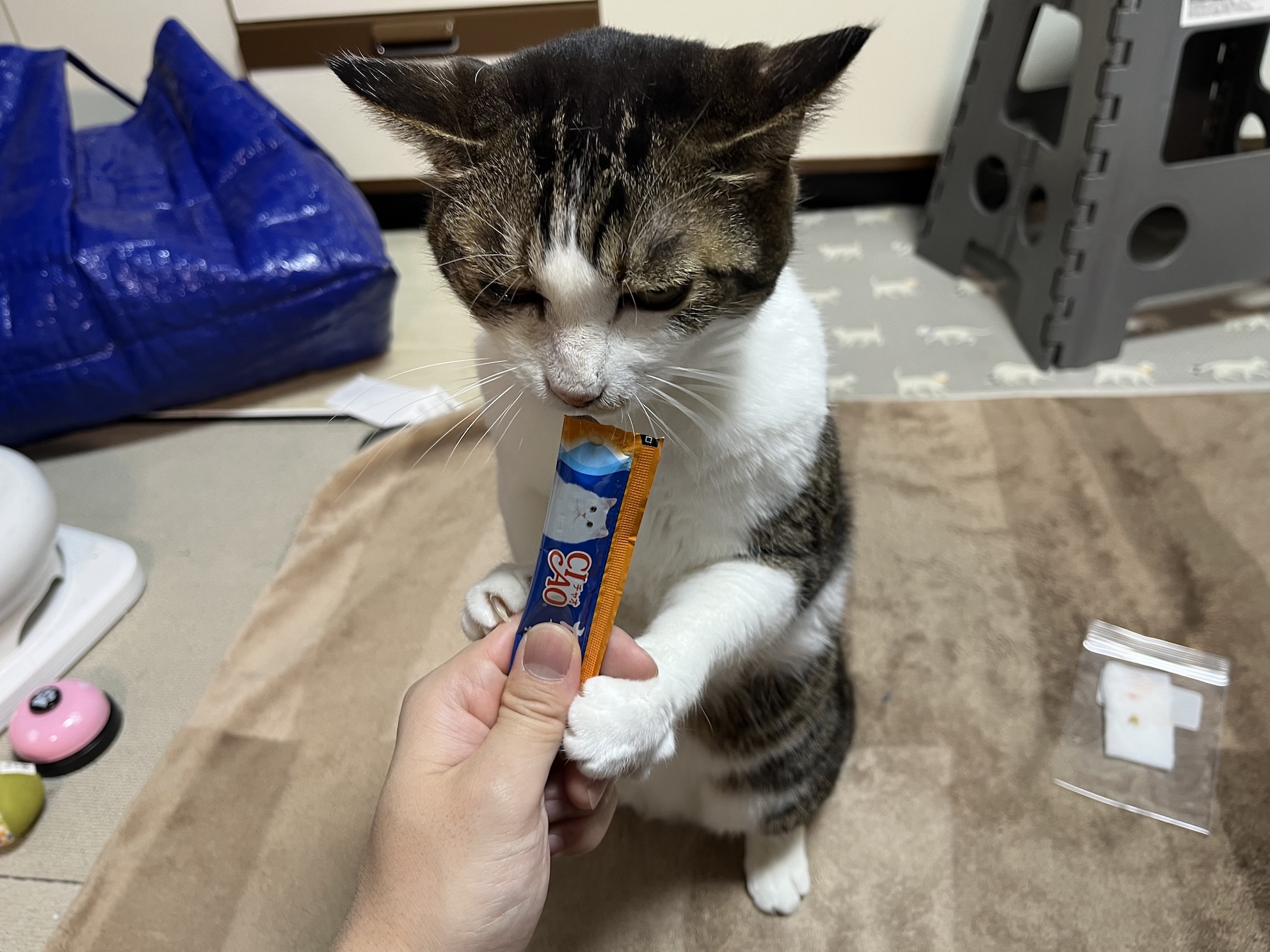 怒りのちゅーるドカ食い 爪がささってるね