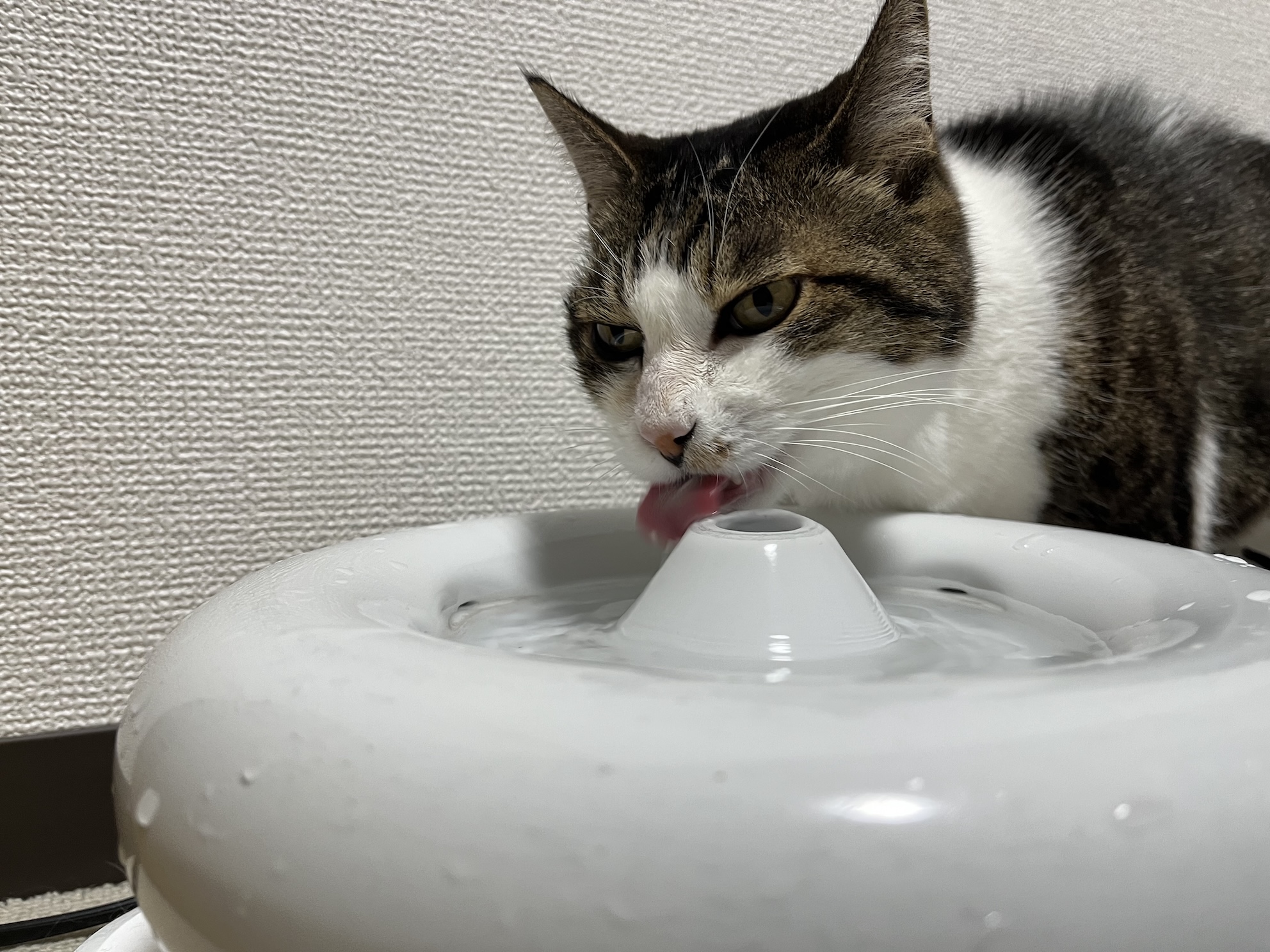 水飲むのとくい