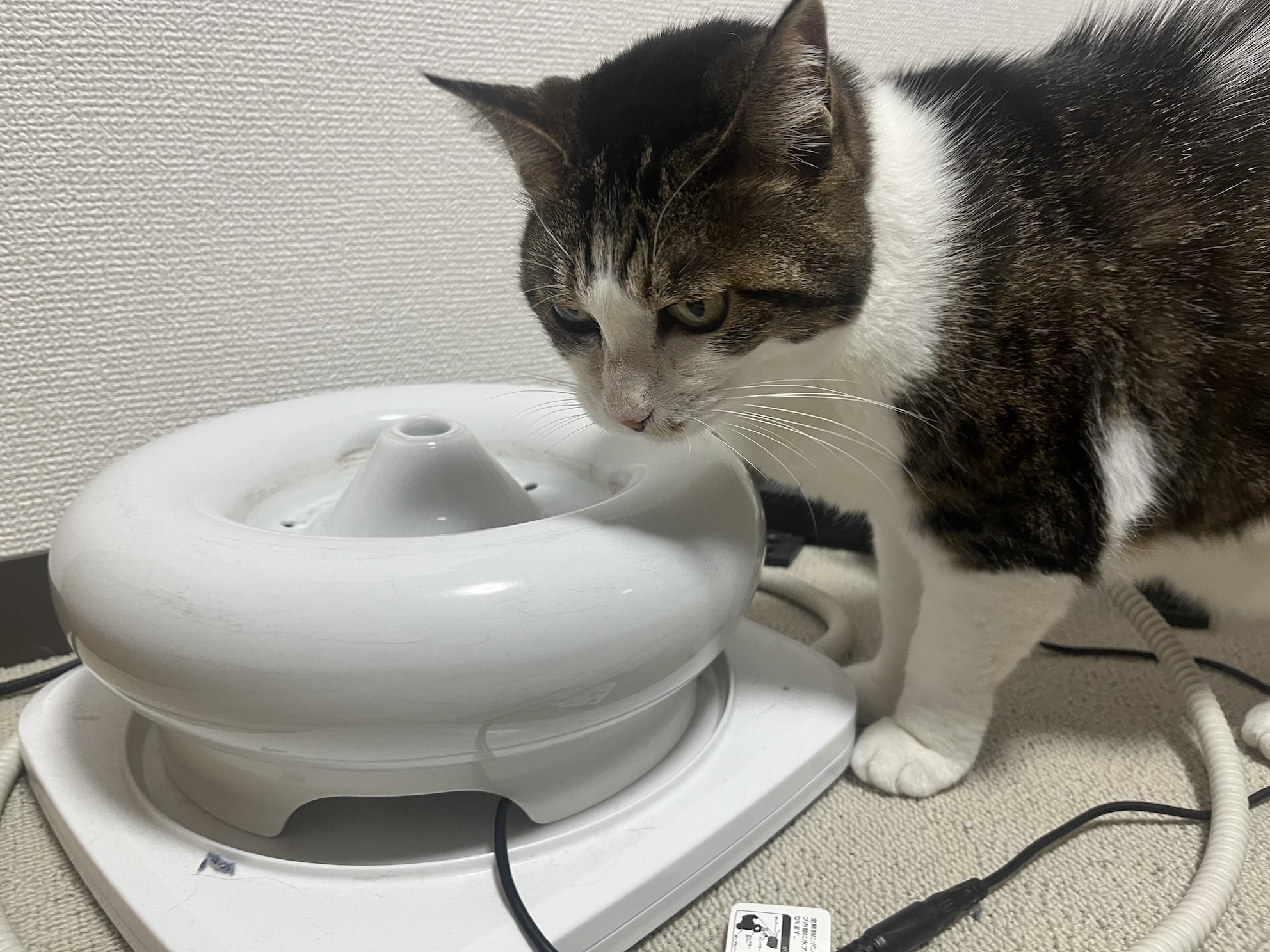これちがうの顔