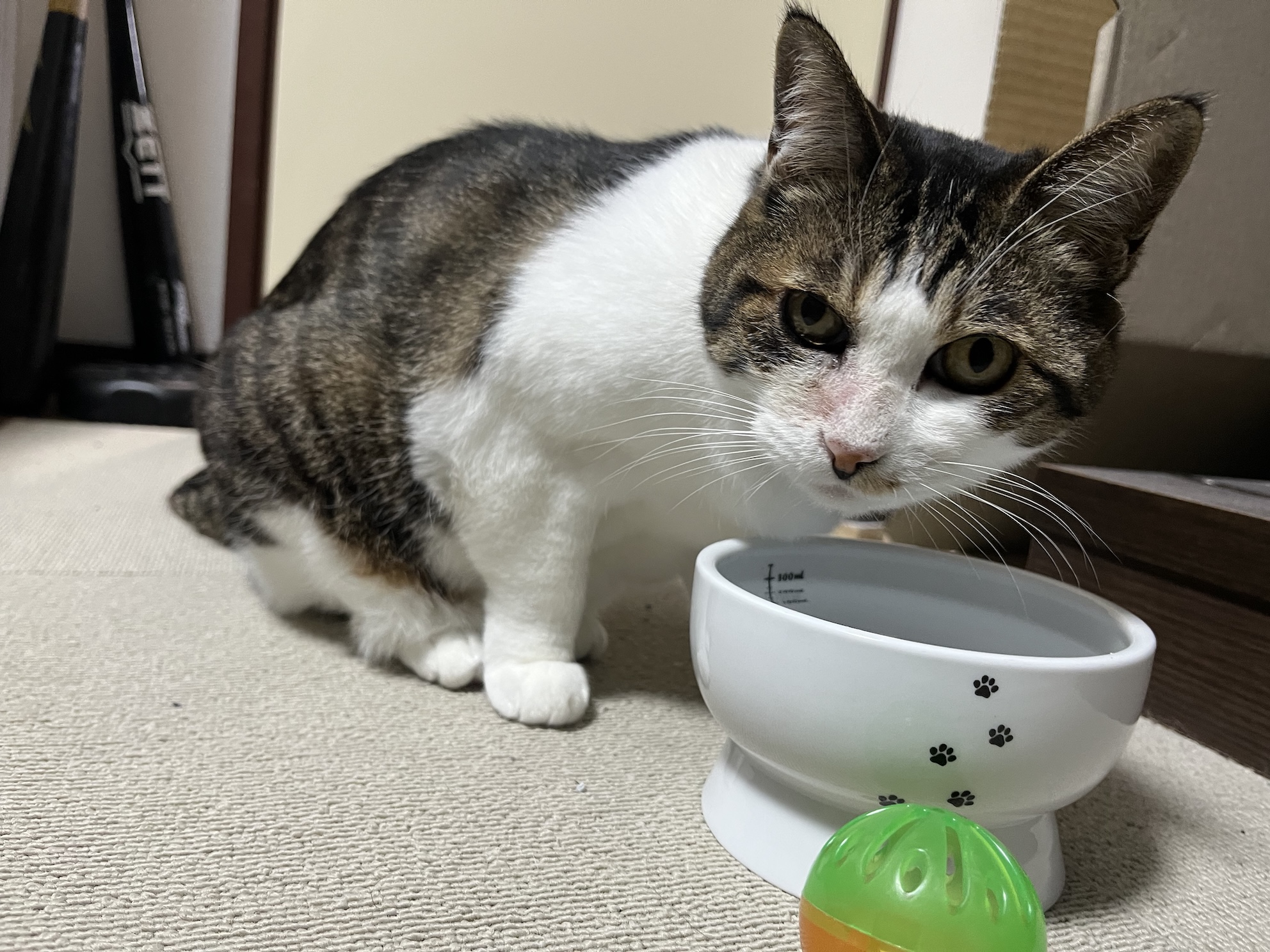水飲むと褒められることを知っている