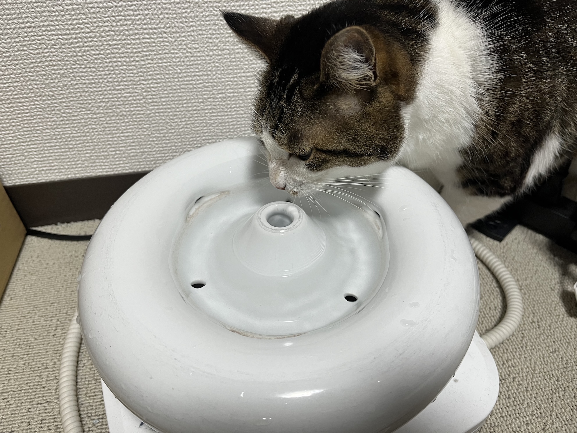 置き場所入れ替えたり色々やったら元の水もちょっと飲むようになった