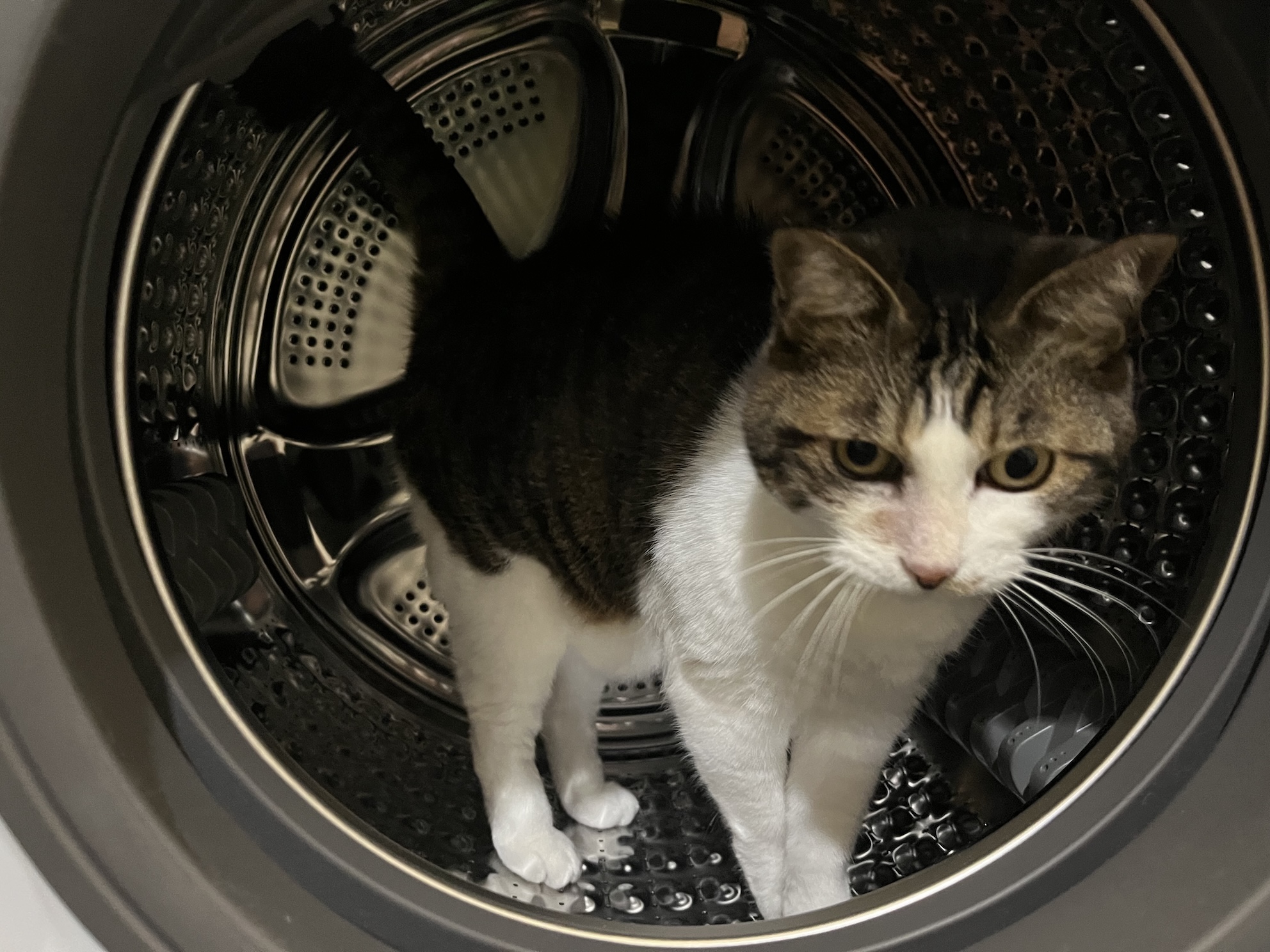 あーあ 悪いねこ