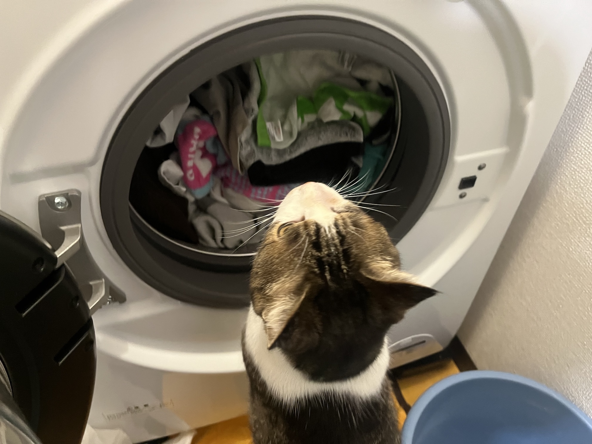 ダメだってば