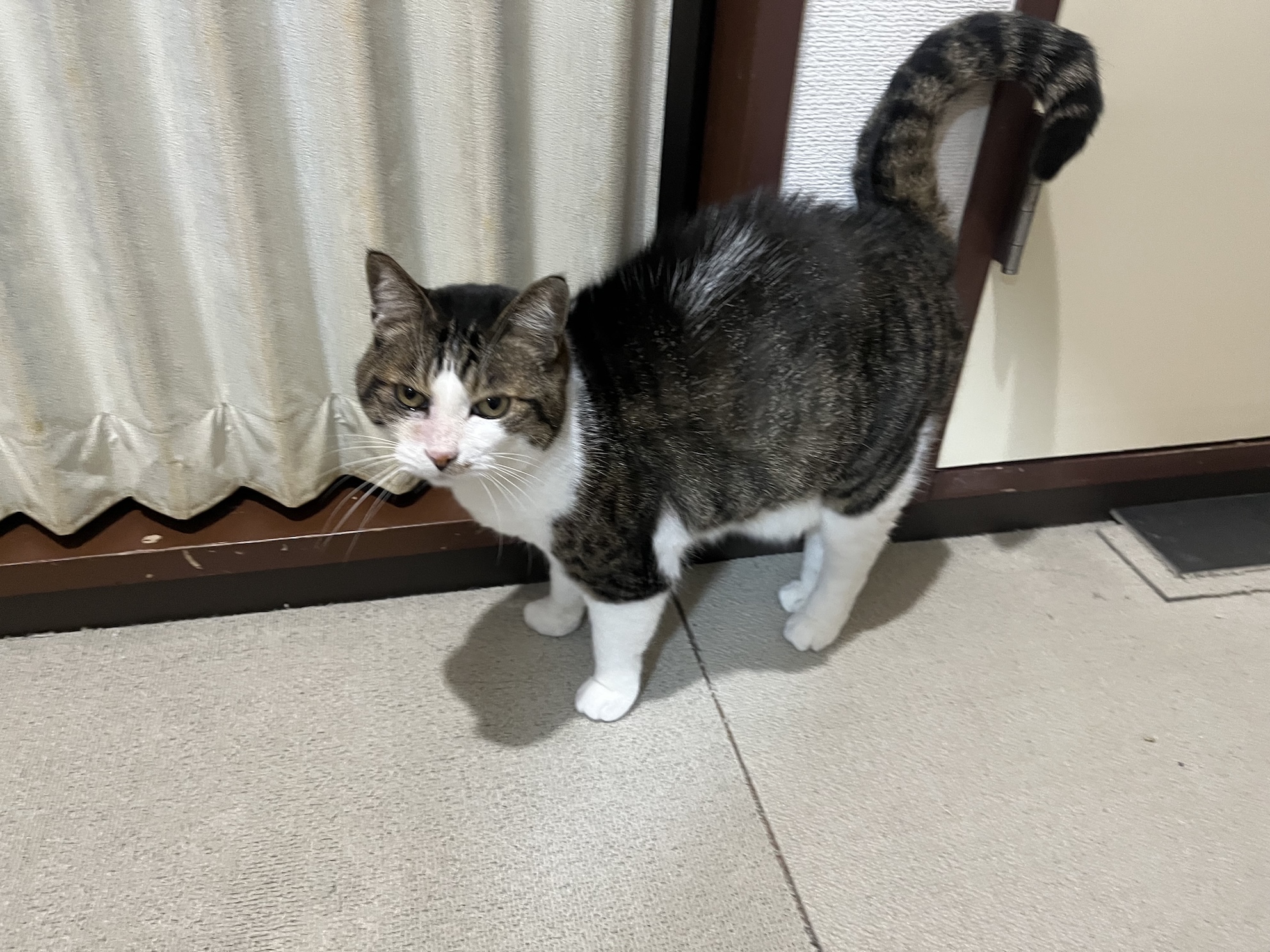 ※危ないので人間が見ていないときは近づけないようになった