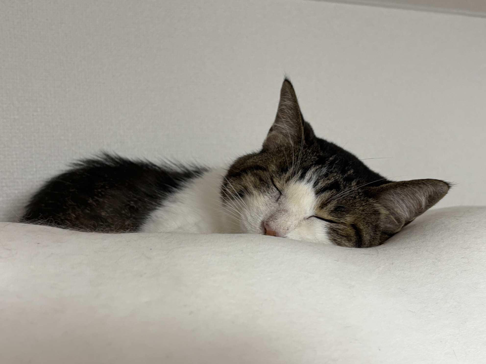Featured image of post 7月のそとちゃん