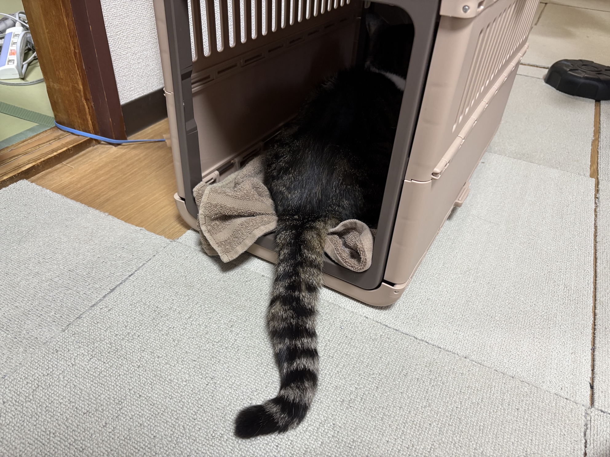 キャリーを出したとたん入ってくれるの、いつもたすかる