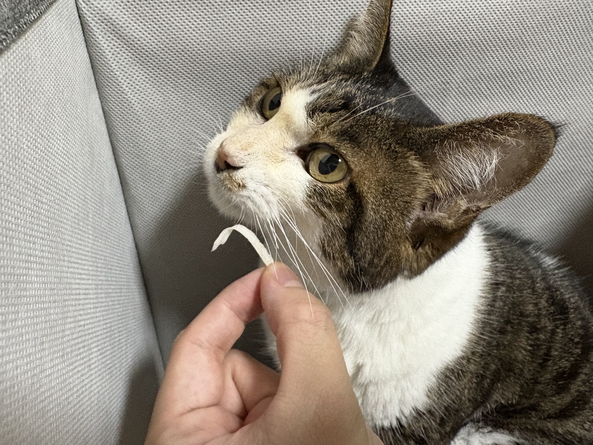 かにかま拒否