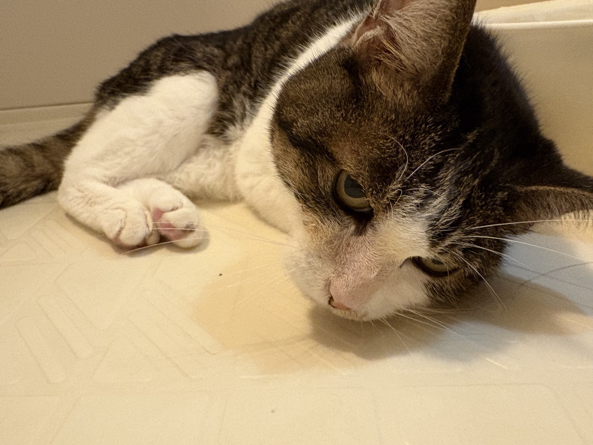 無理やり食べさせられてるのでねこは激おこ