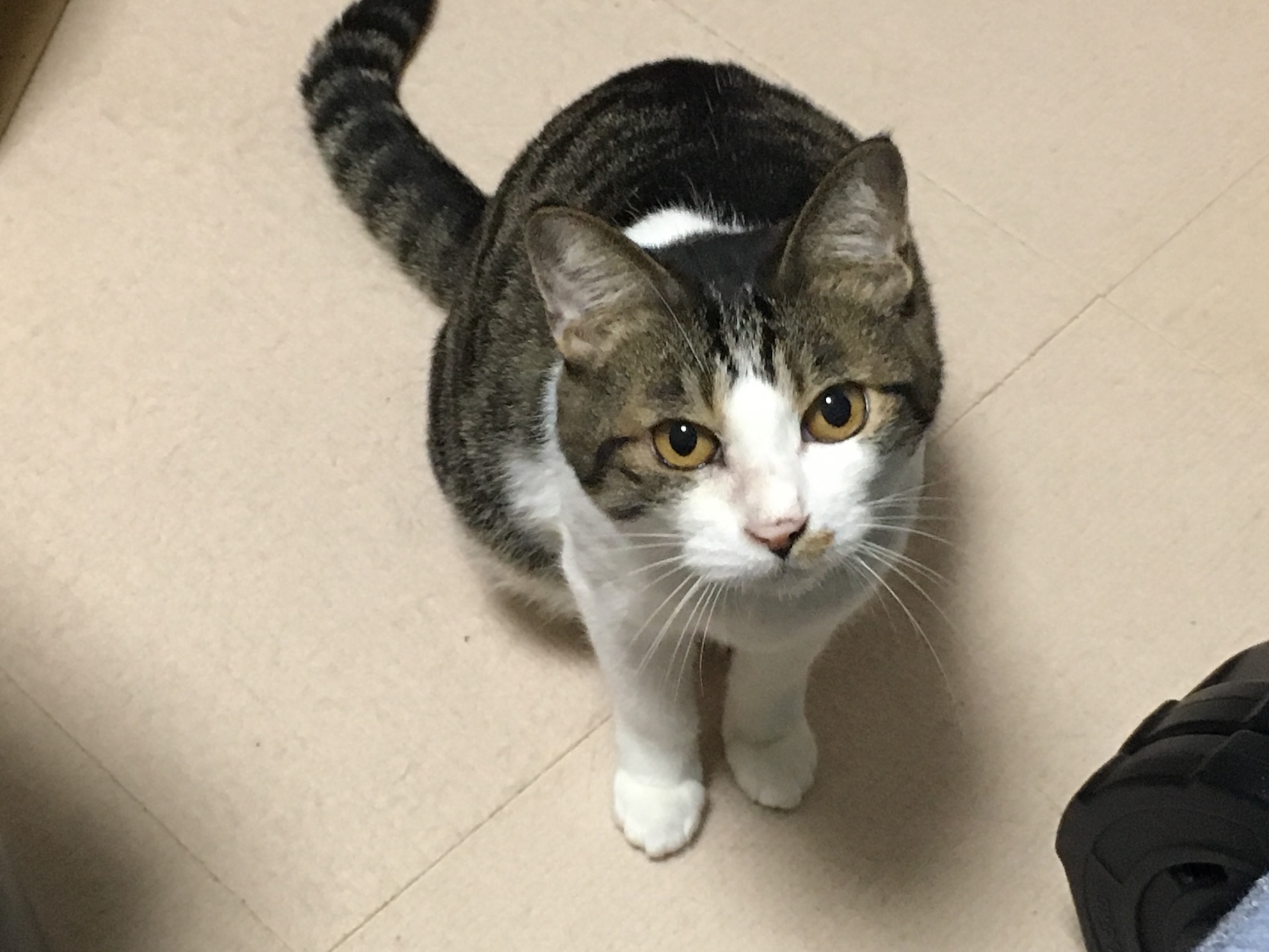 Featured image of post そとちゃん