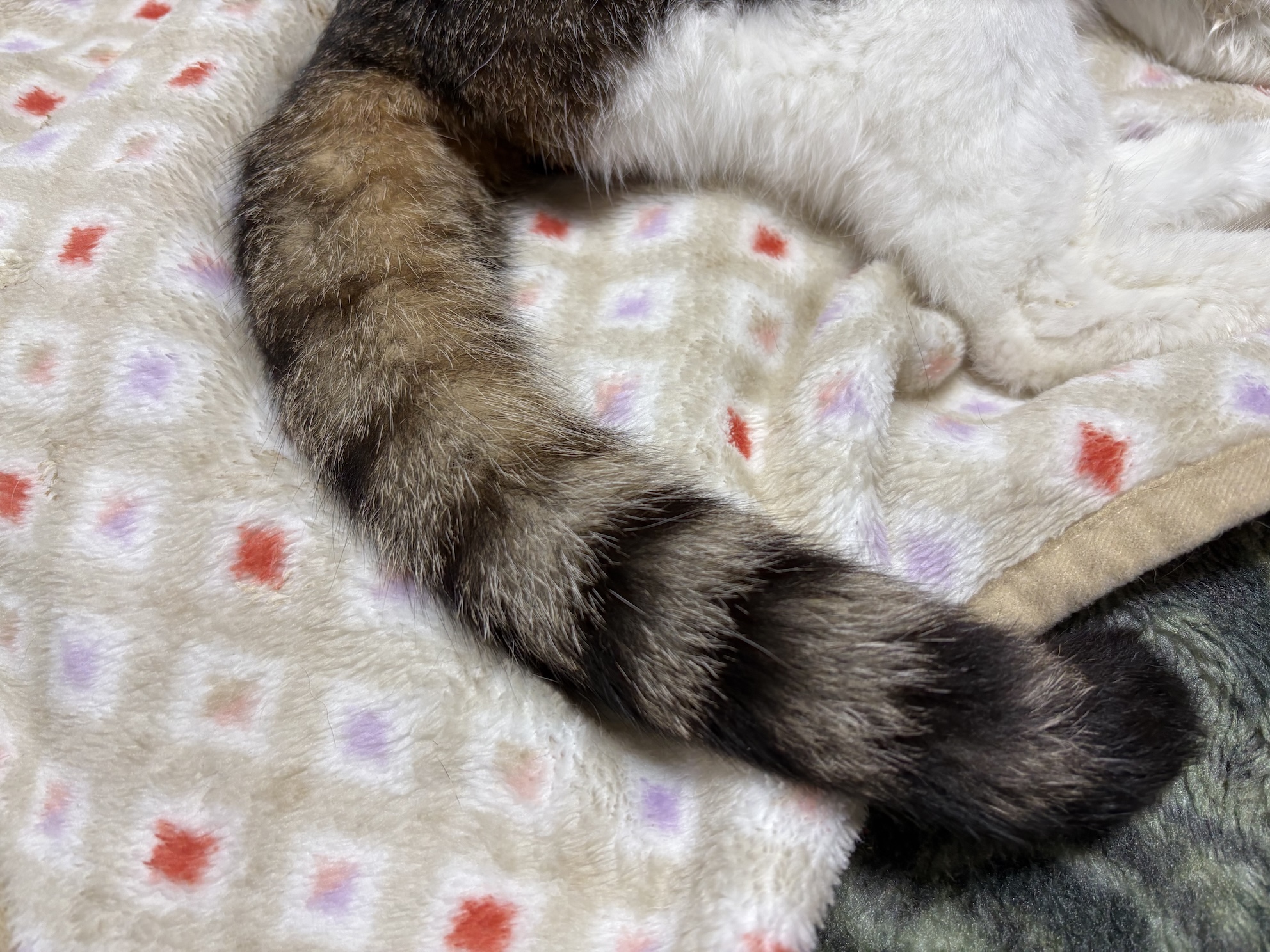 最後まで生きた