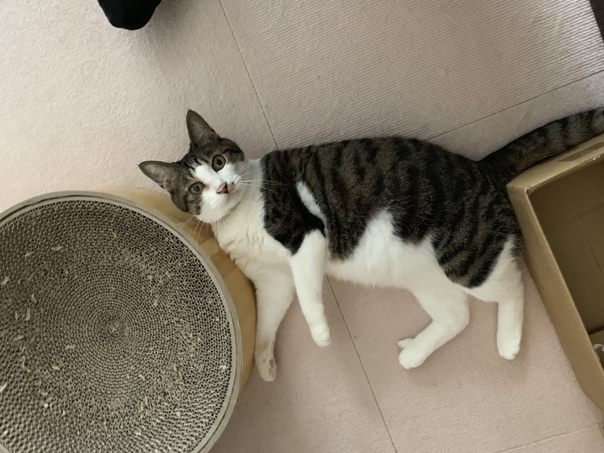 かわいいね